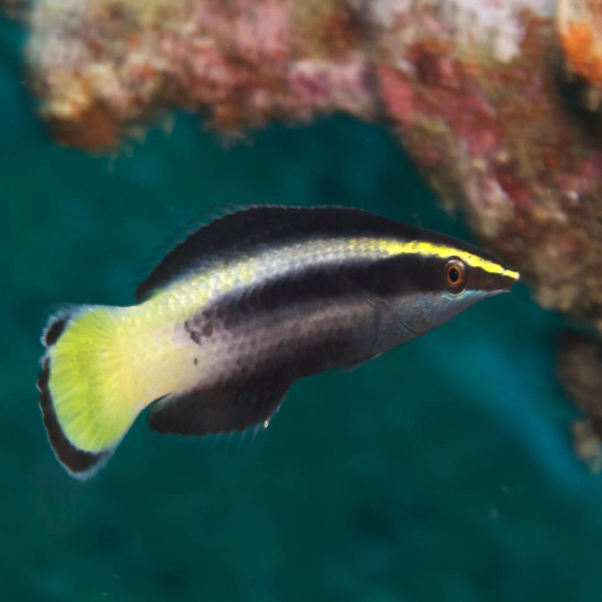 Cleaner Wrasse- Bicolour