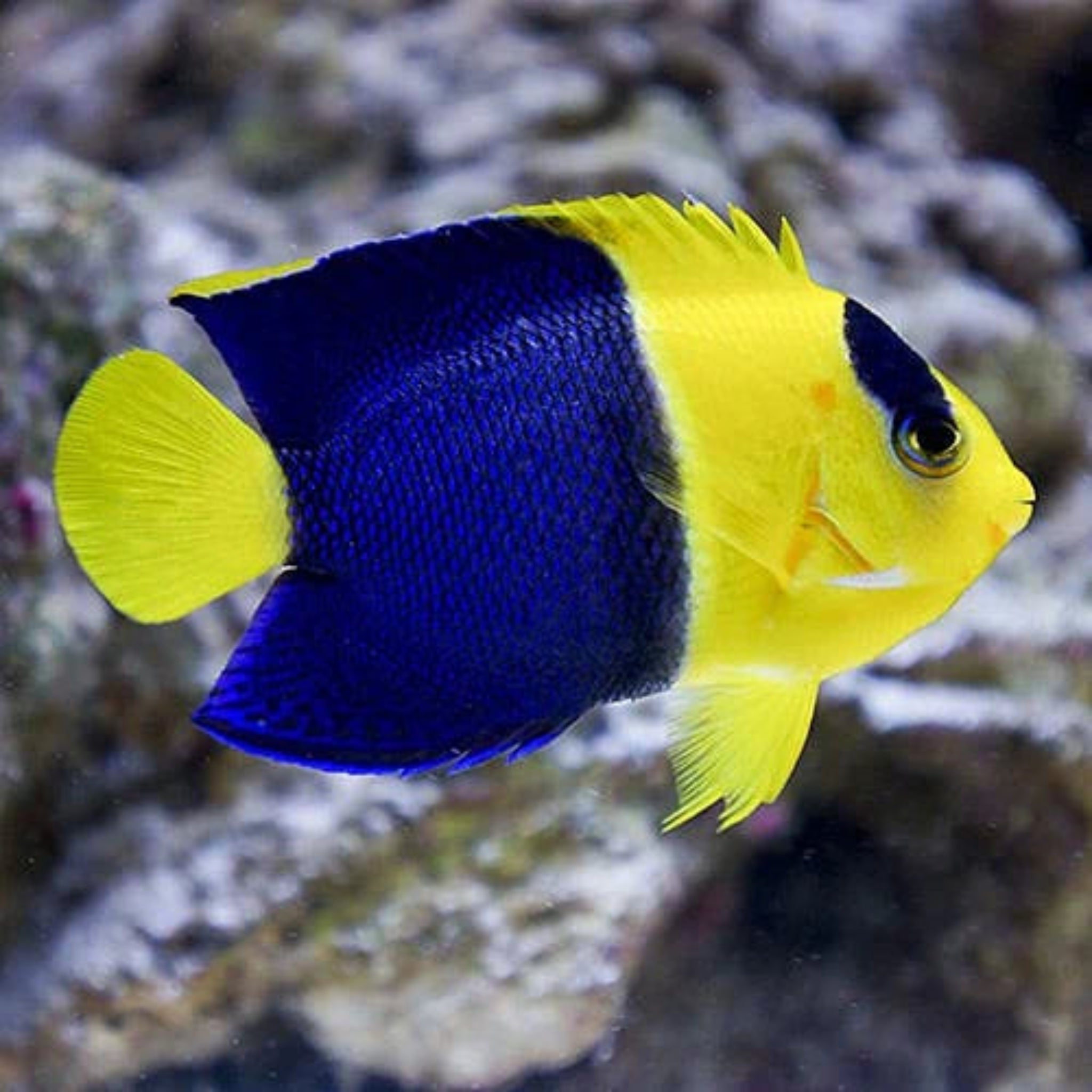 Tank Bred Bicolour Angel