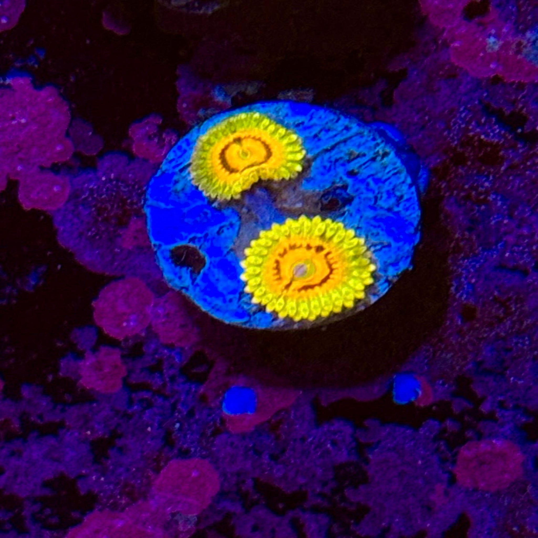 Rainbow Incinerator Zoas