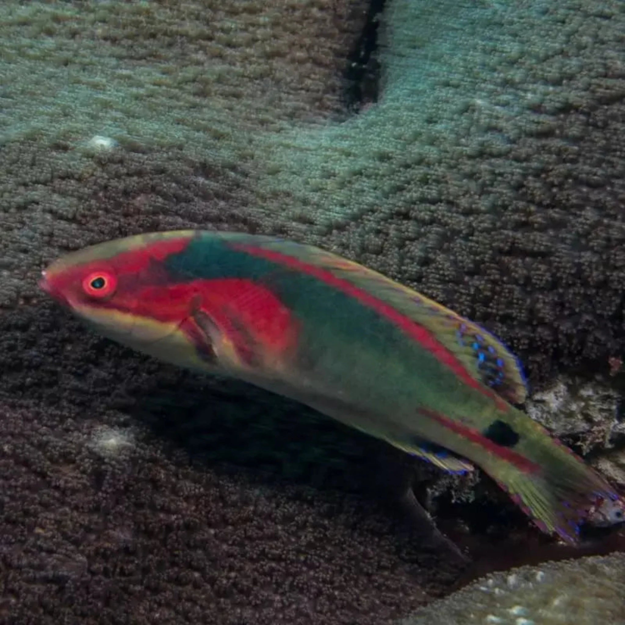 Exquisitus wrasse