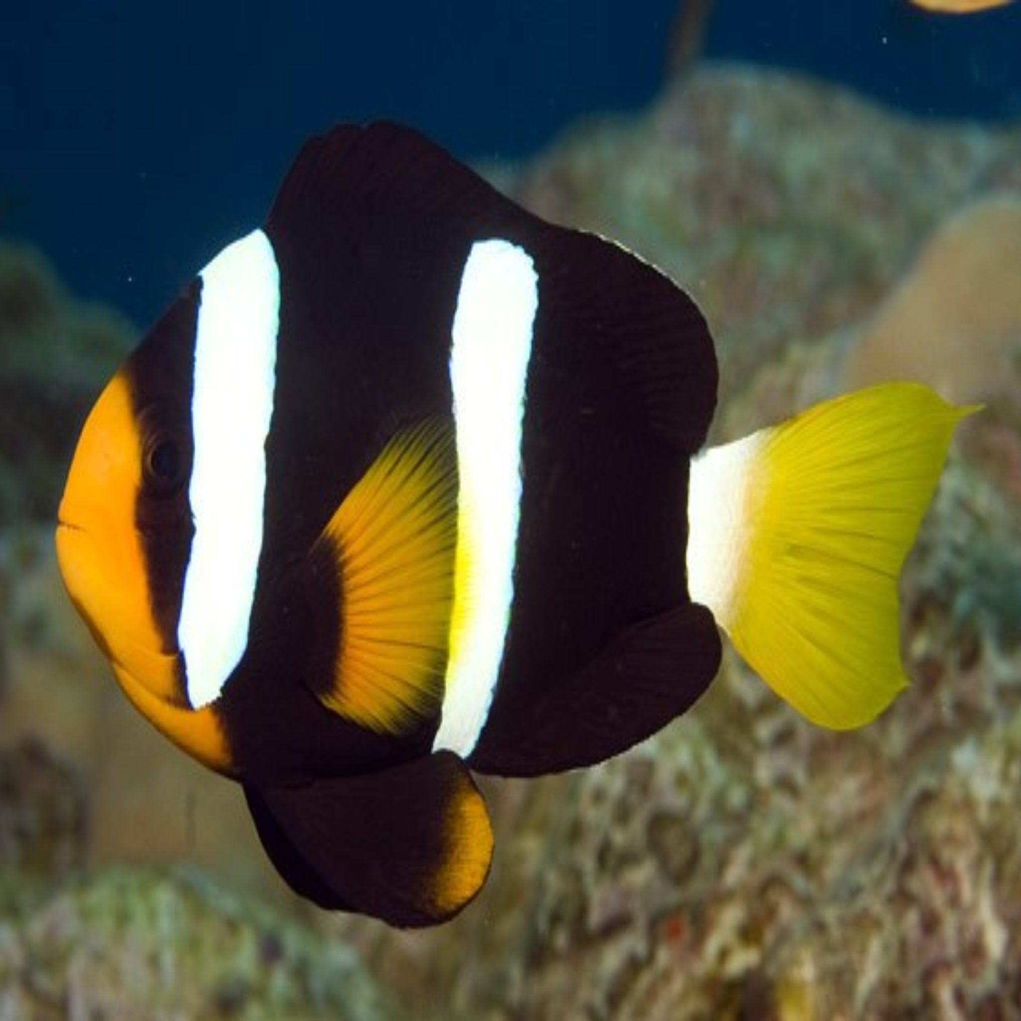 Wild Solomon Black Clarki Clownfish
