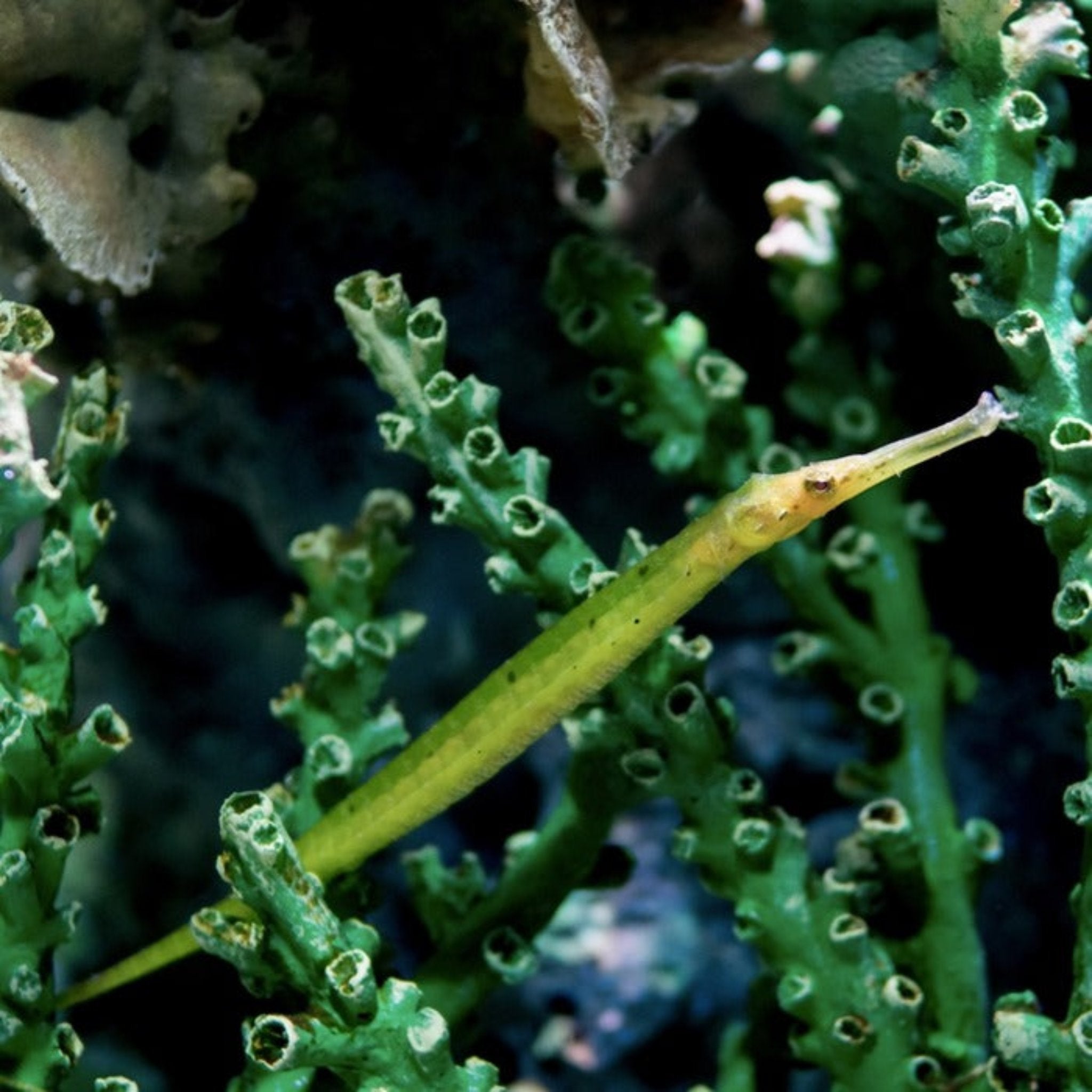 Pipefish - Crocodile