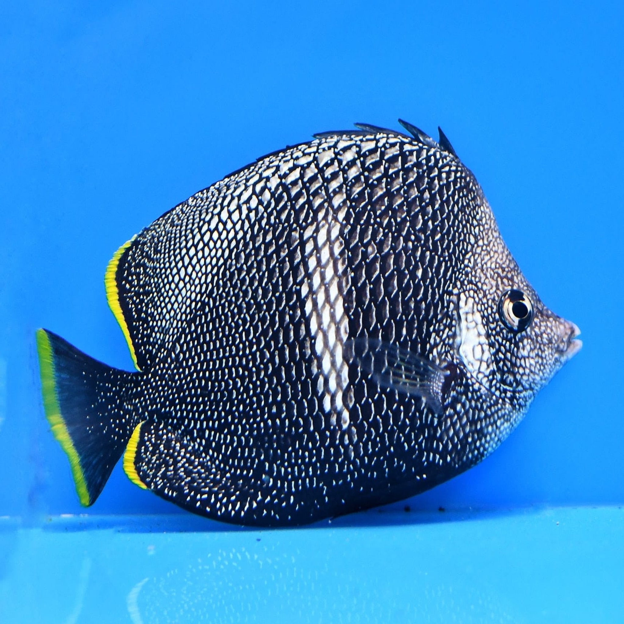 Wrought Iron Butterfly (Chaetodon Daedalma)