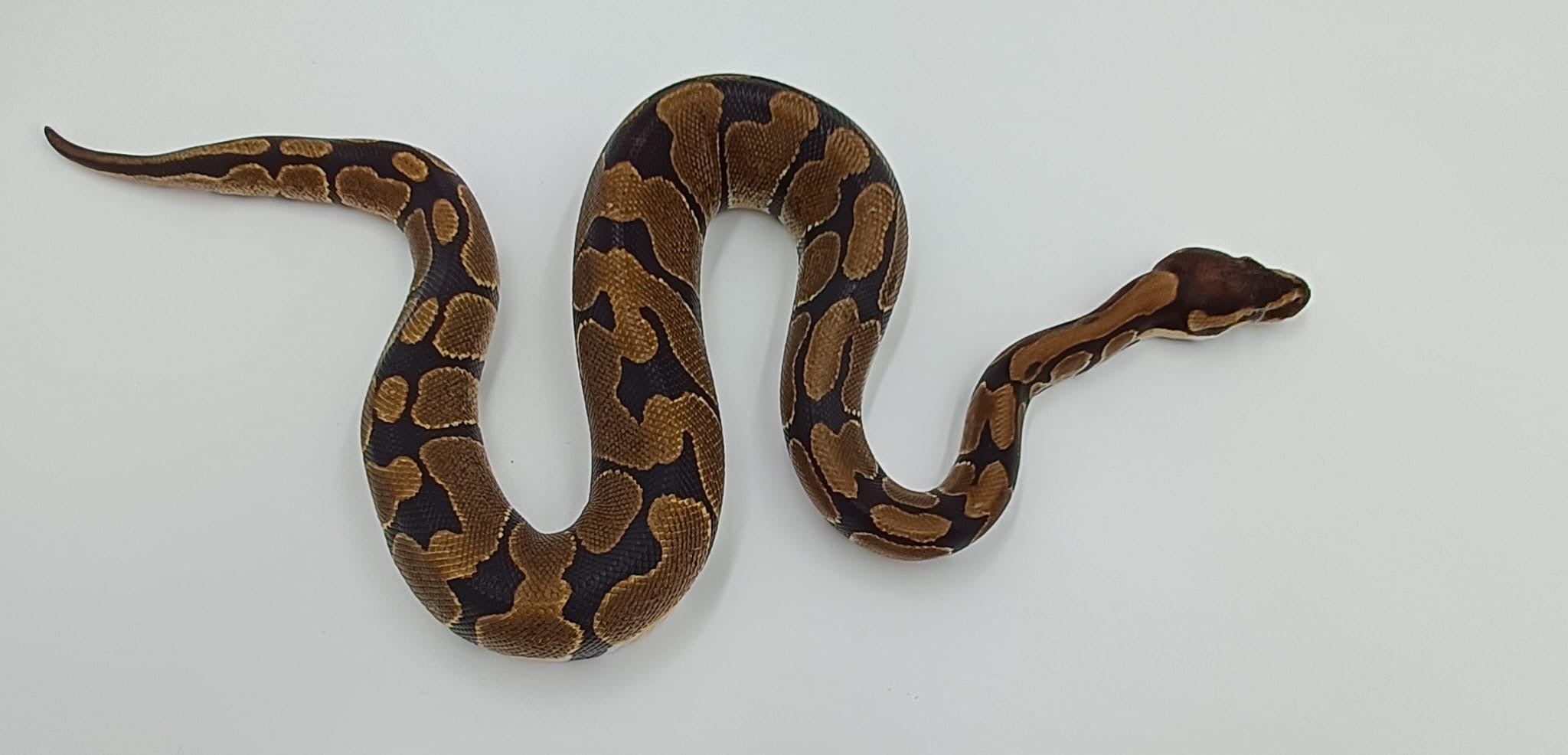 CB 2023 Normal Royal Python Male