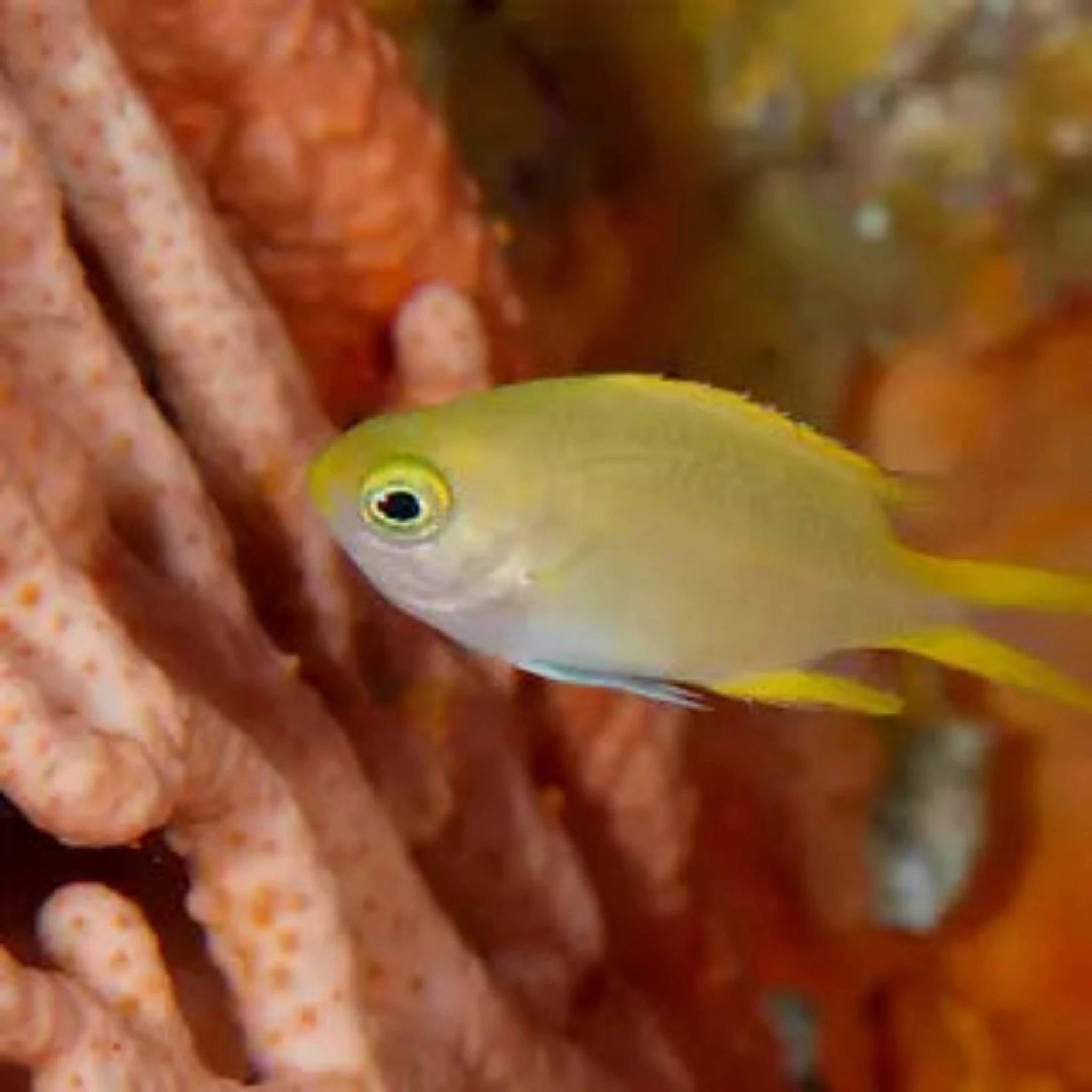 Yellow Chromis - Aqua Group