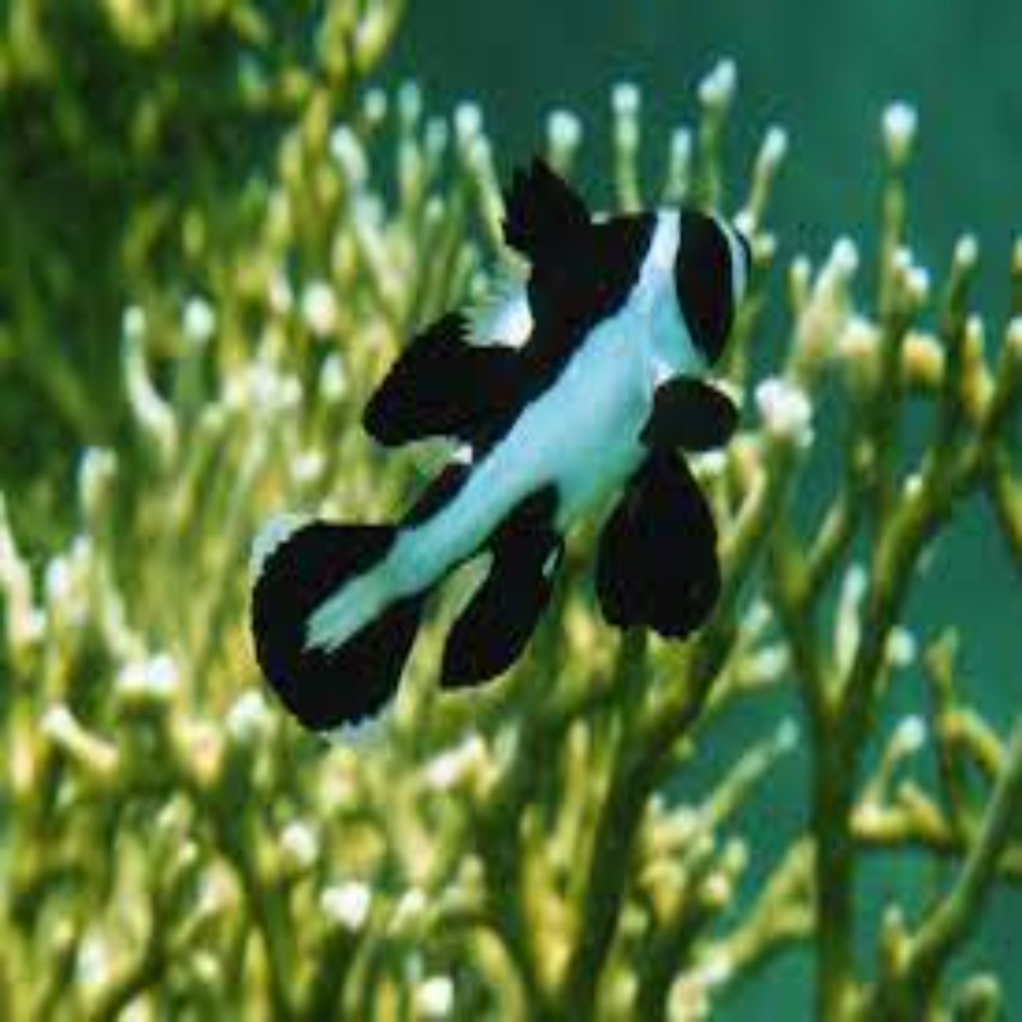 Macolor Sweetlips