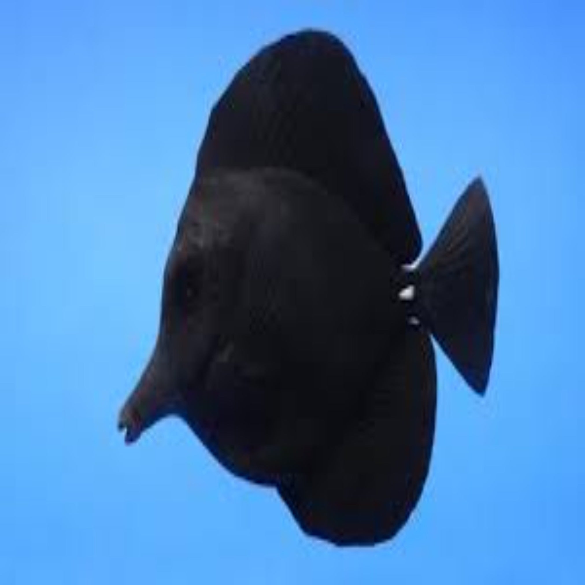 Black Tang- Longnose