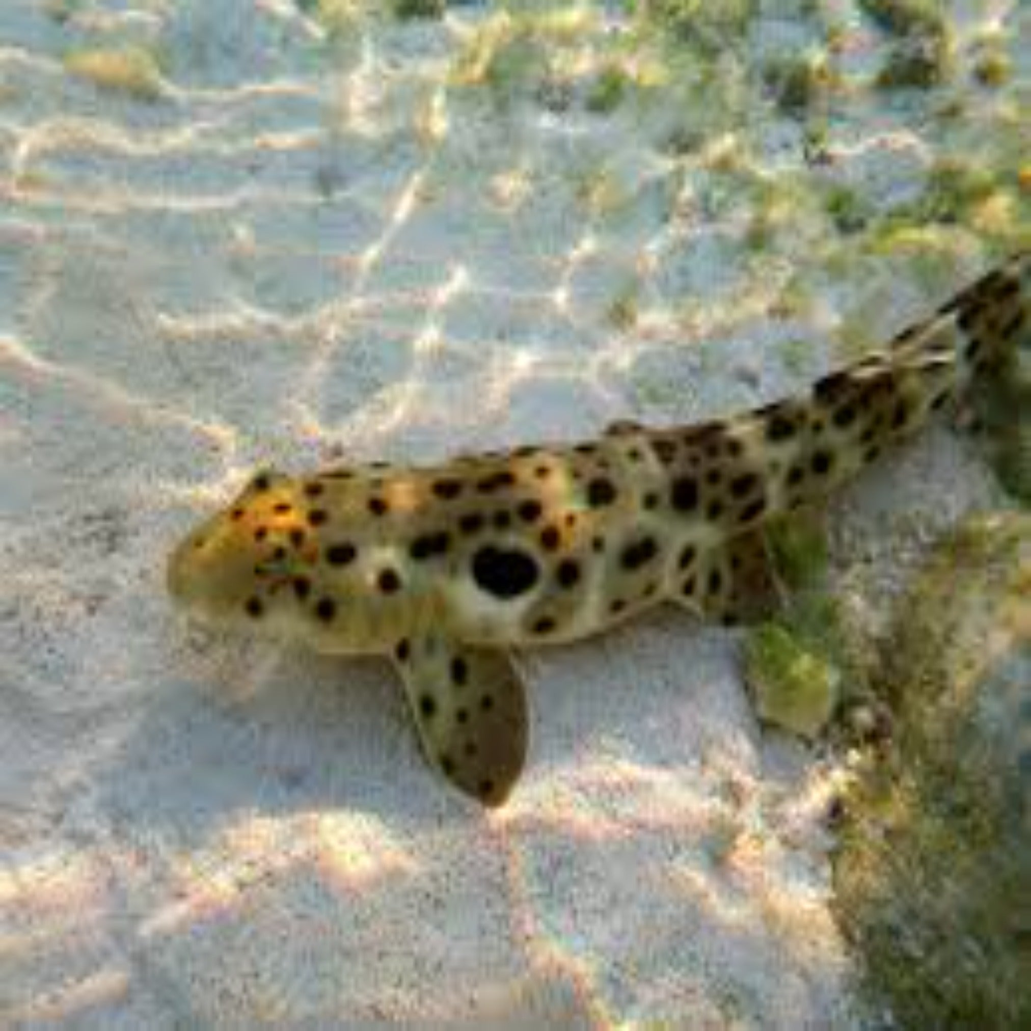 Epaulette Shark