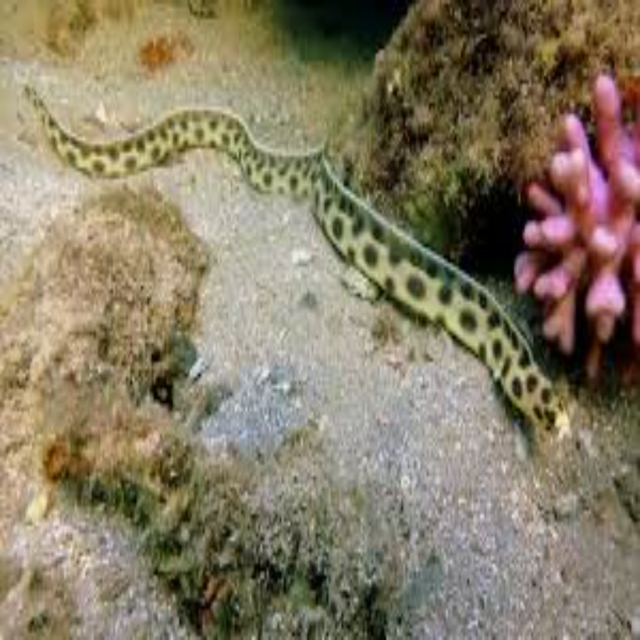 Leopard Sand Eel