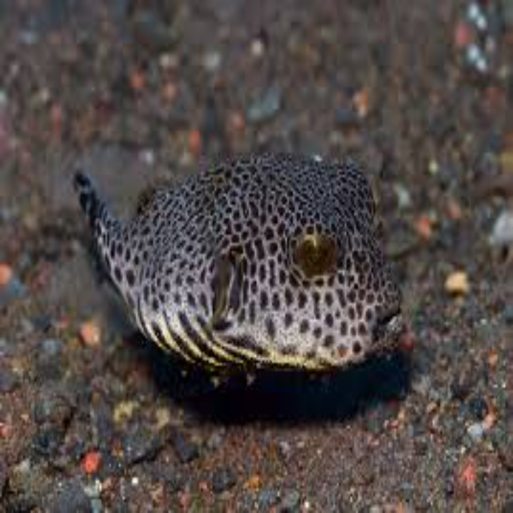 Stellatus Puffer