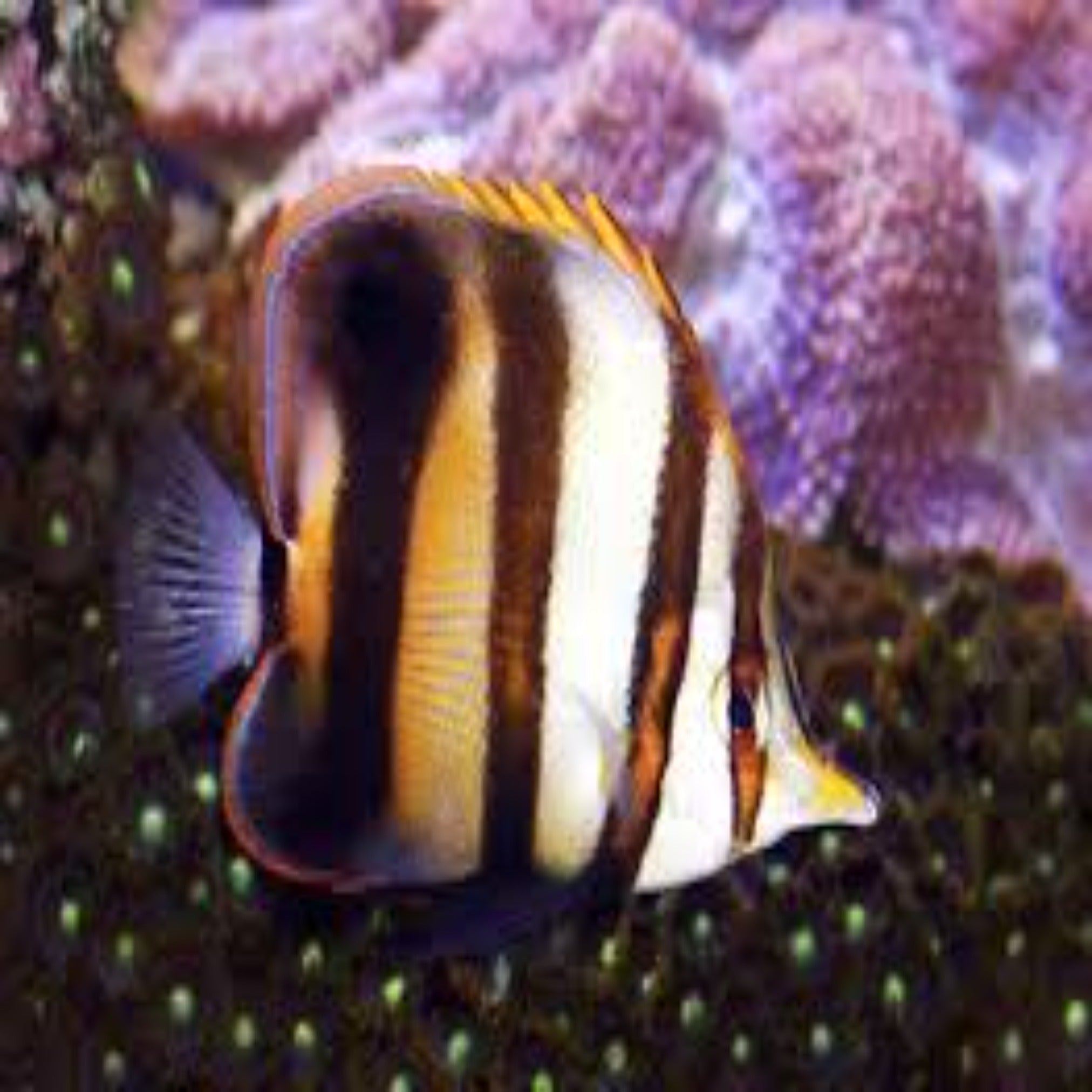 Australian Longnose Butterfly-Chelmon Muelleri