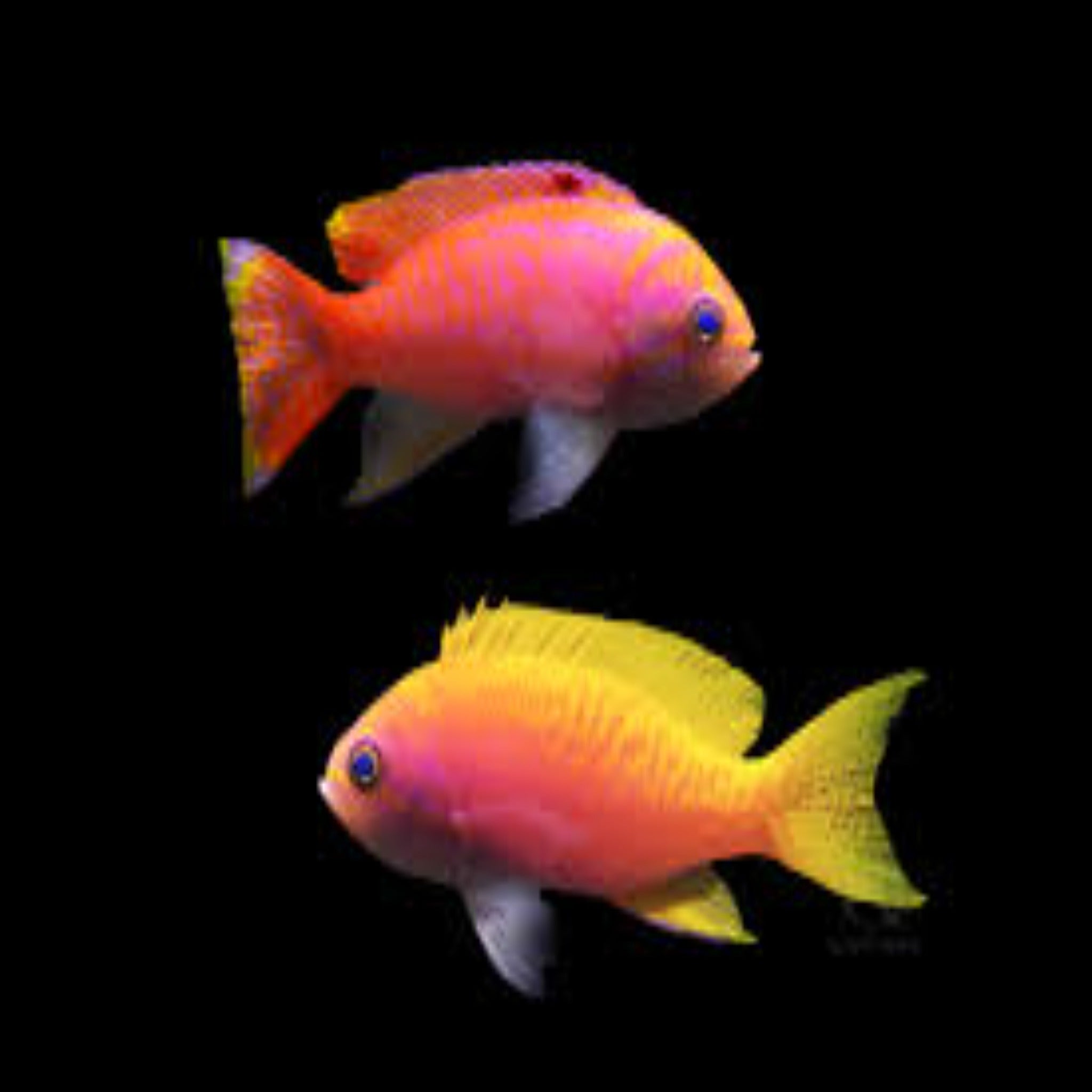 Scribbled Anthias