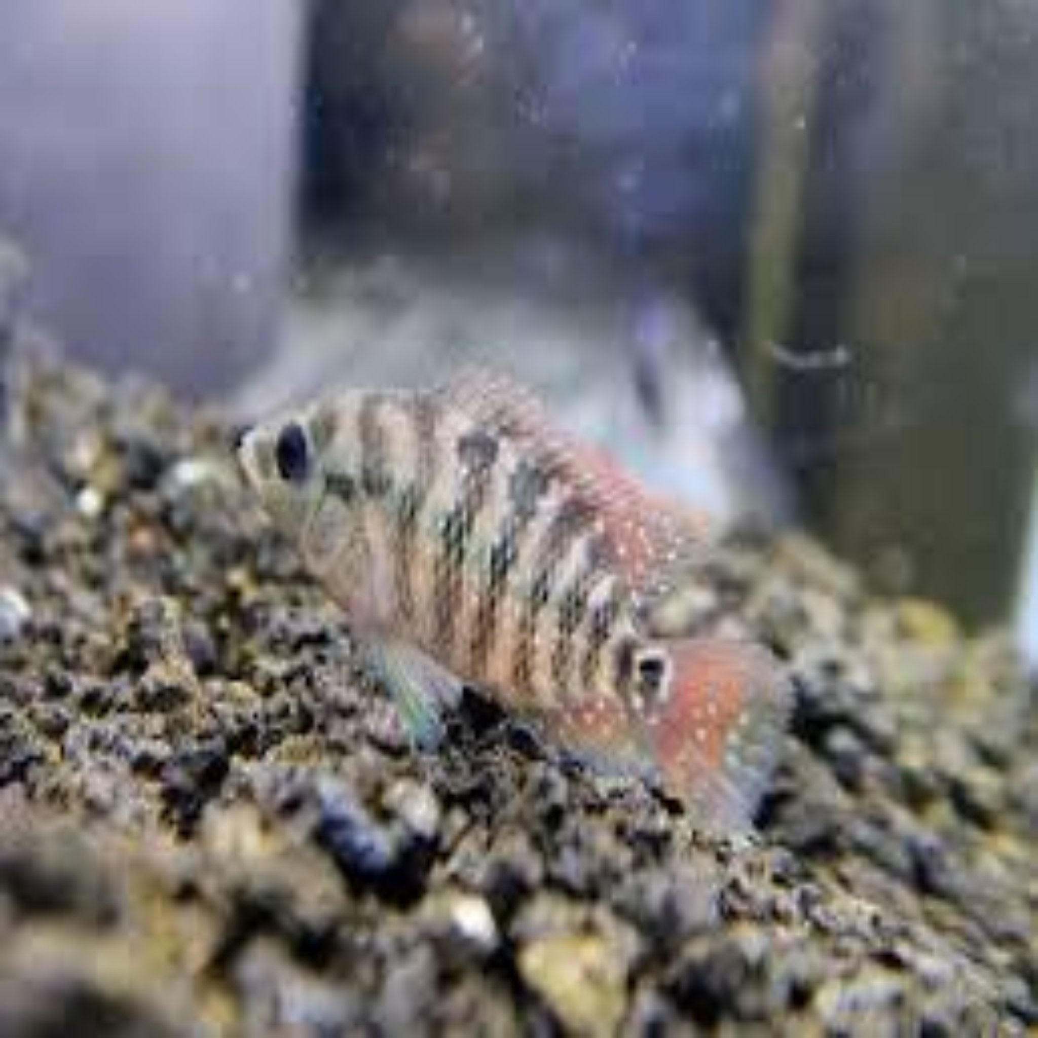 Red Festae Cichlid