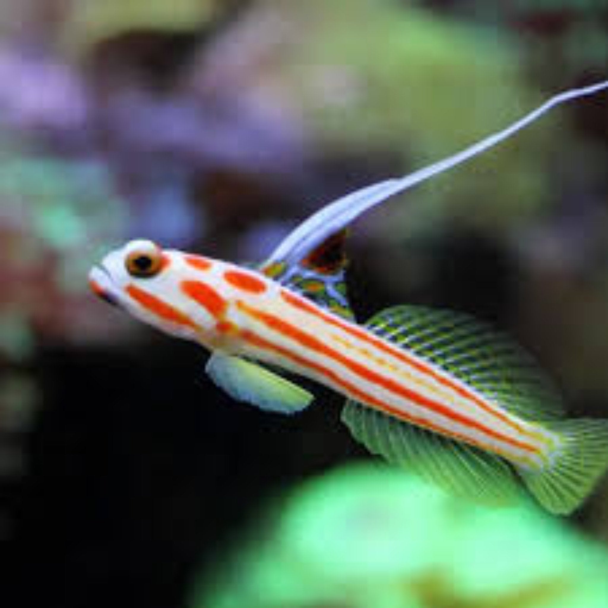 Hi Fin Clown Goby