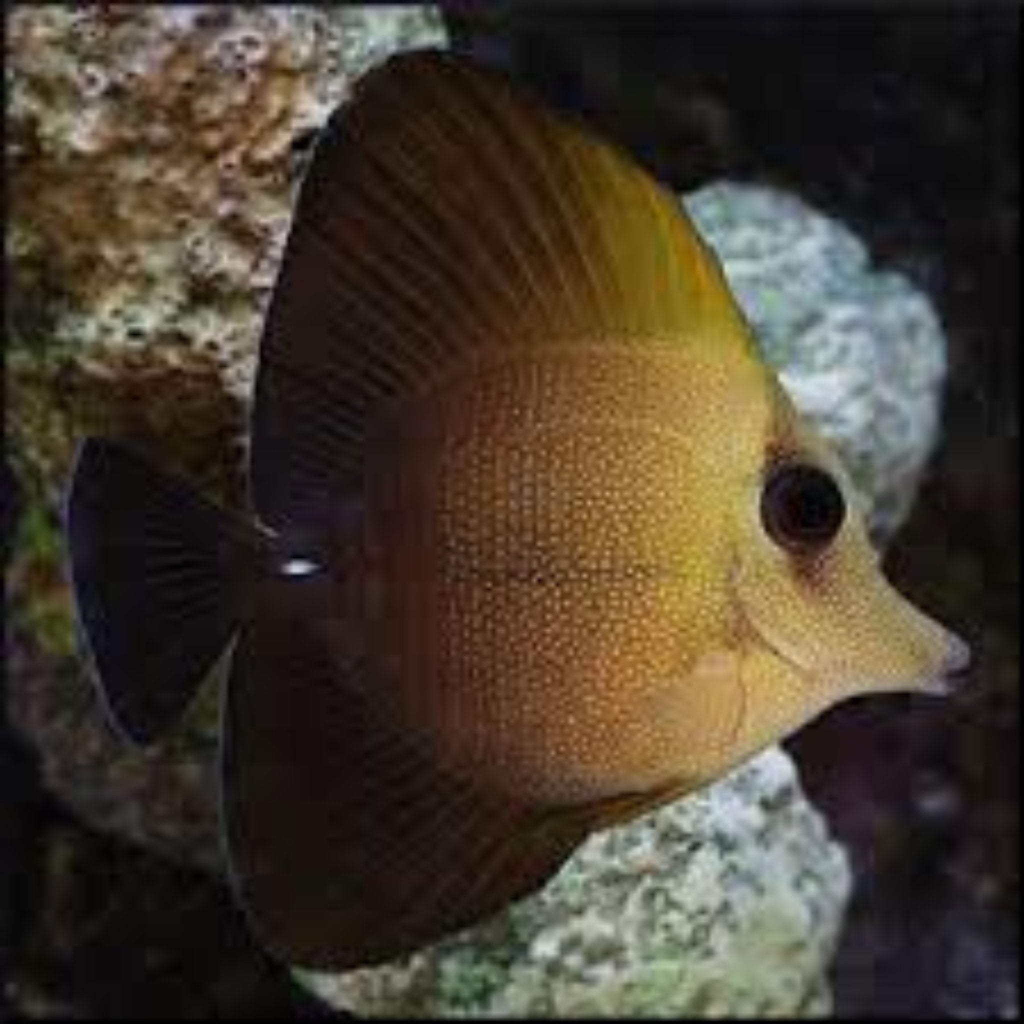 Sailfin Tang - Brown