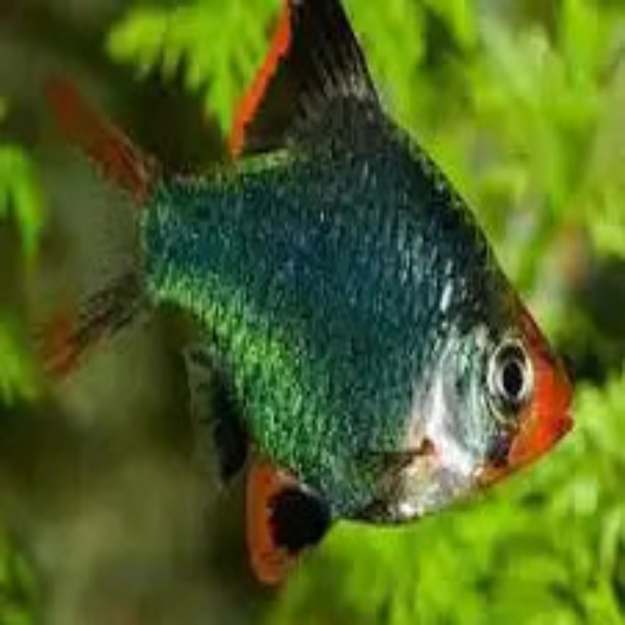 Green Tiger Barb