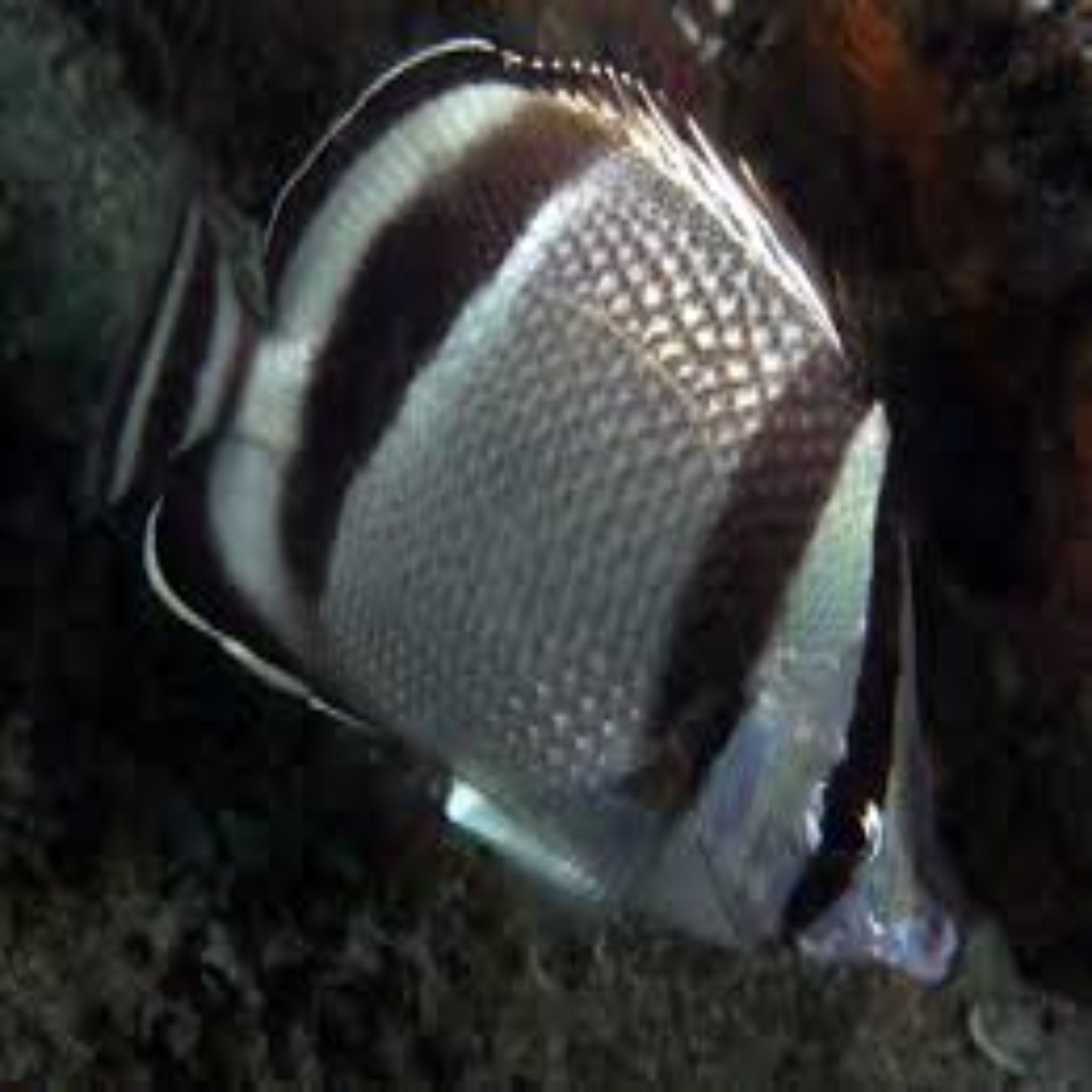 Bandit Butterflyfish