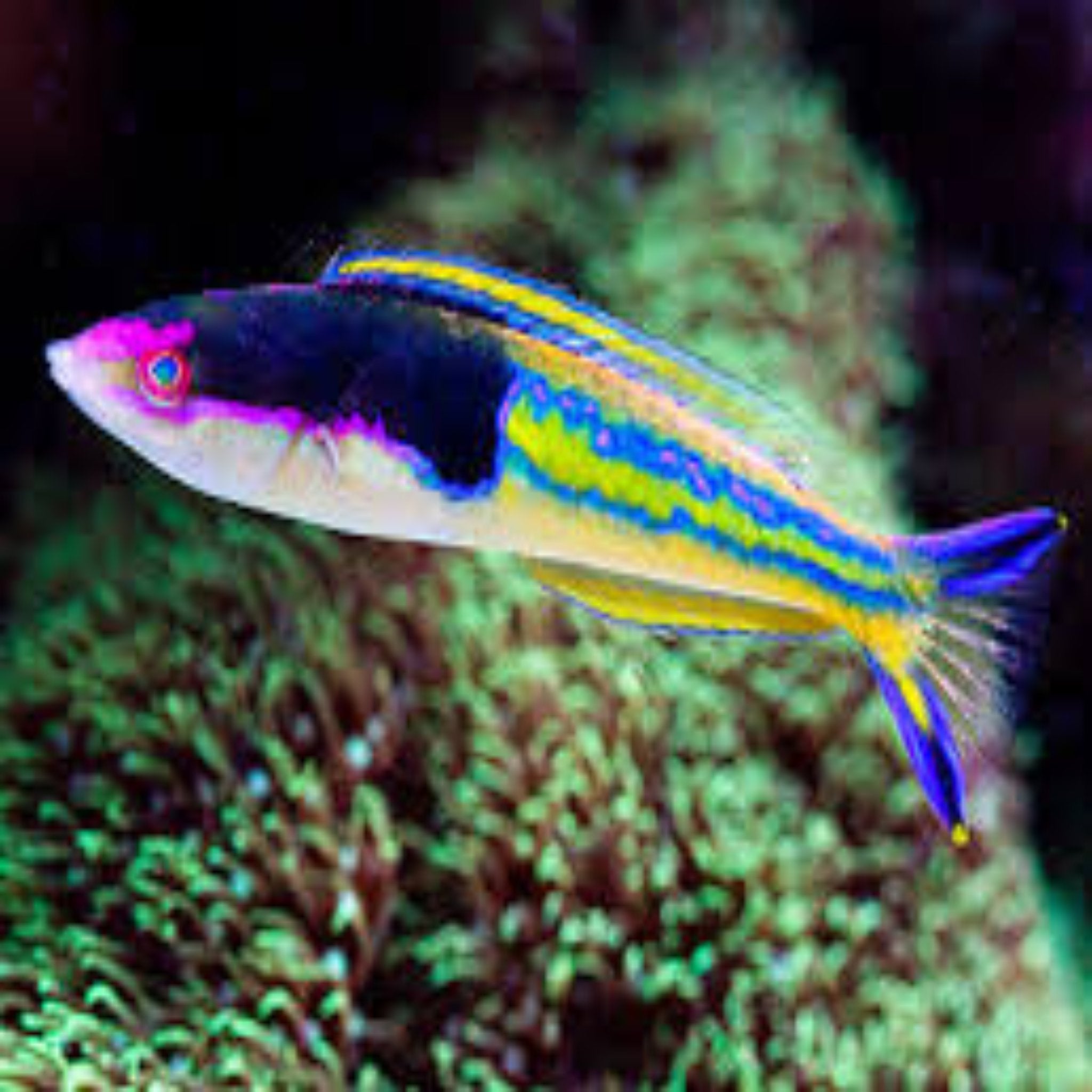 Pencil Wrasse - Royal