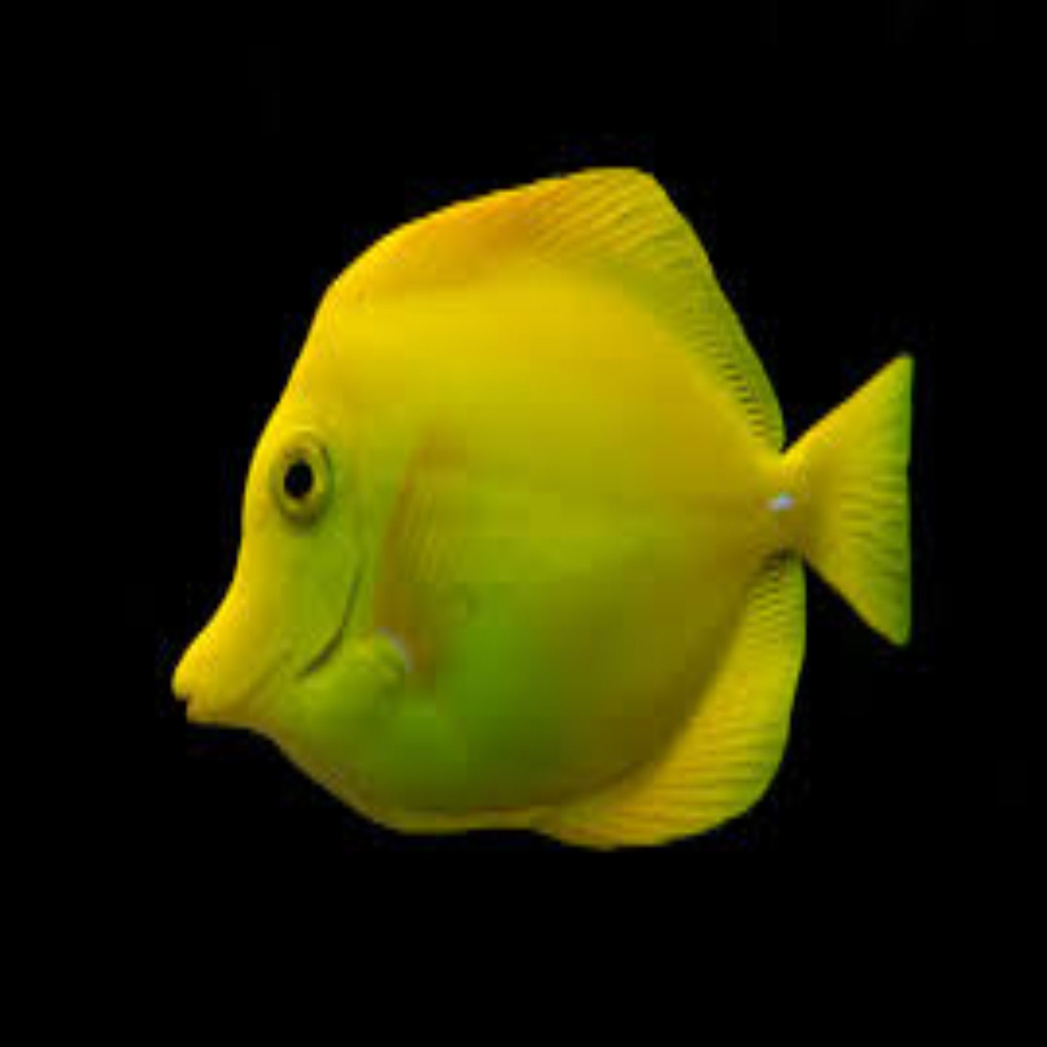 Yellow Tang (WILD)