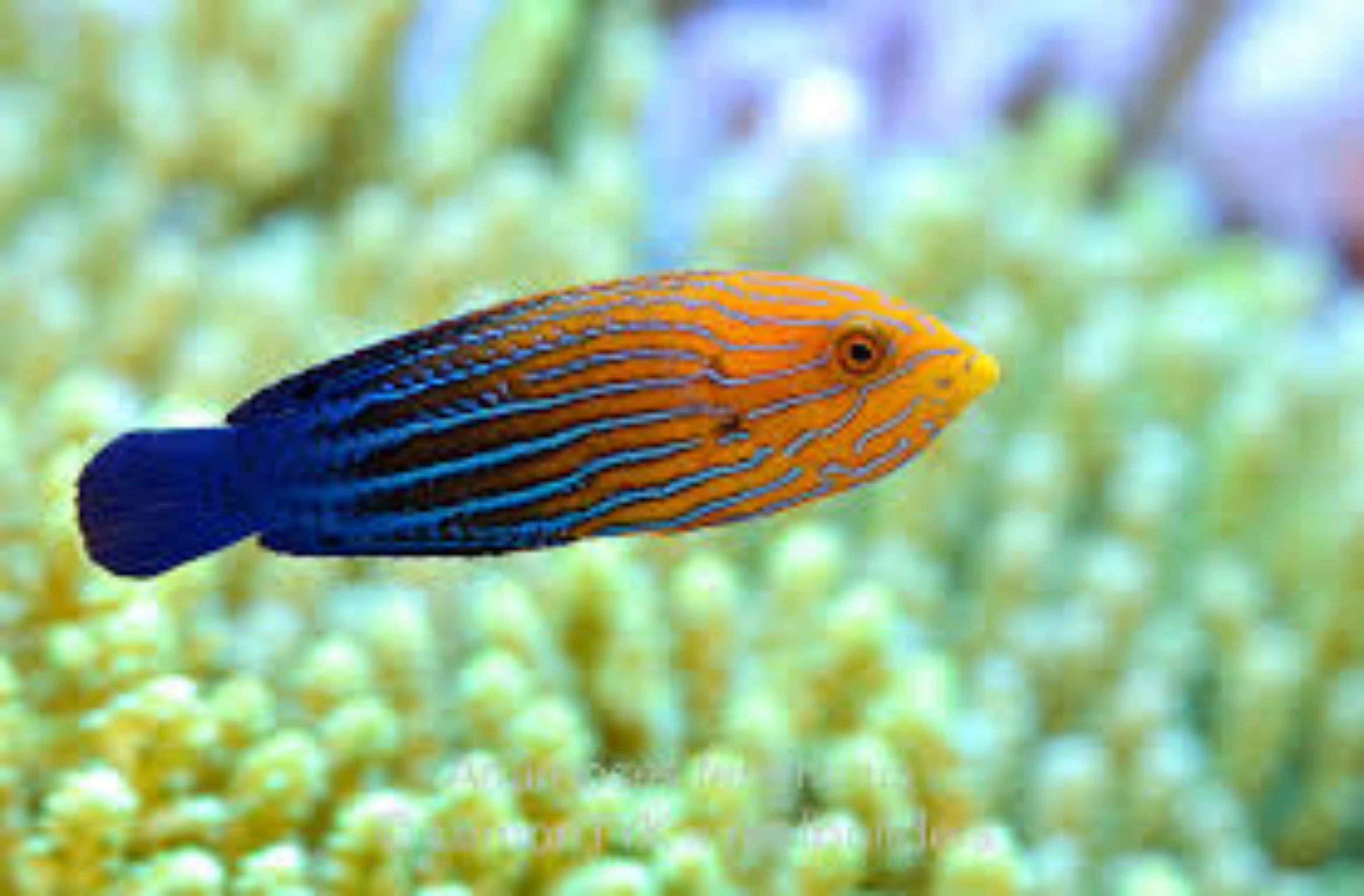 Femininus Wrasse-Female