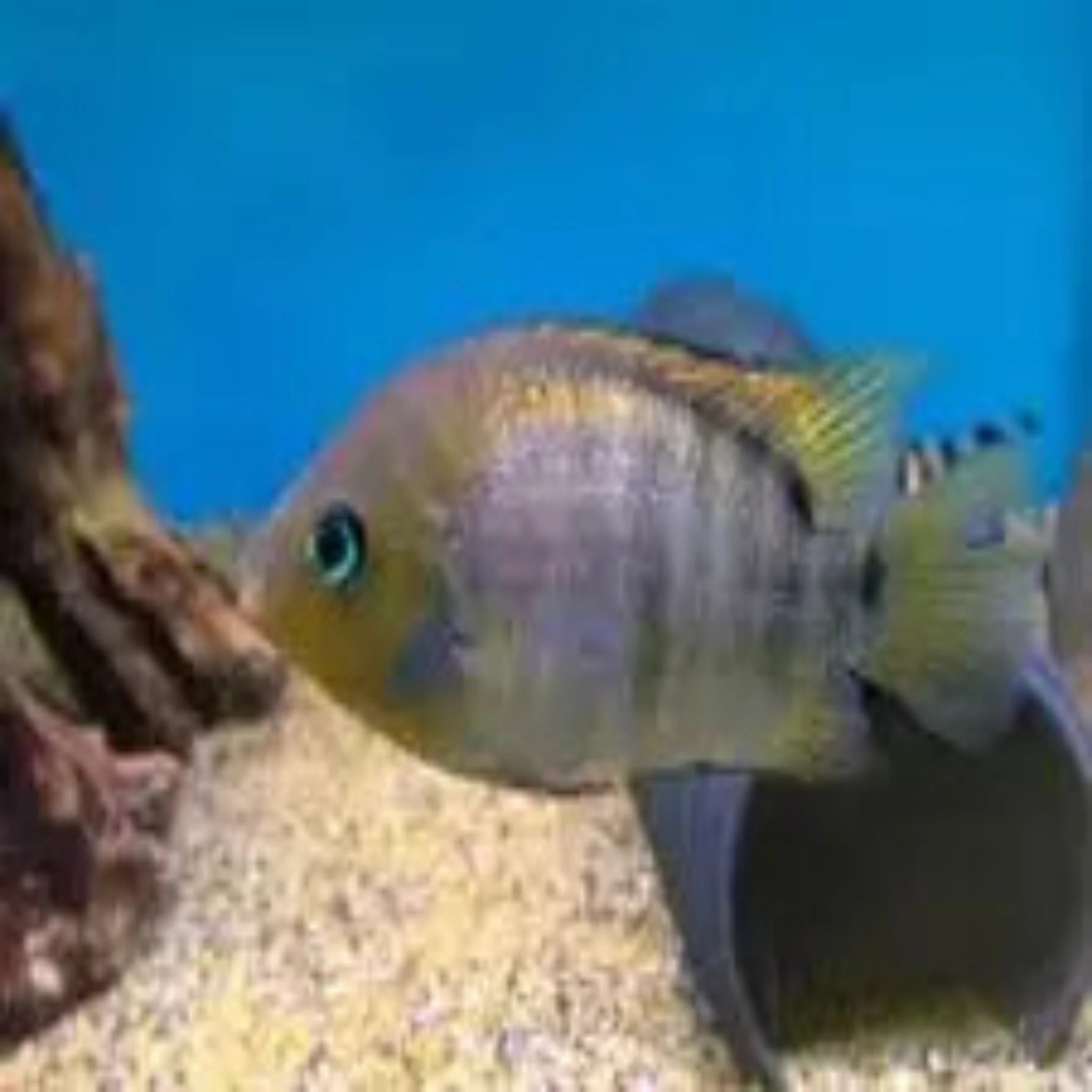 Sajica Cichlid