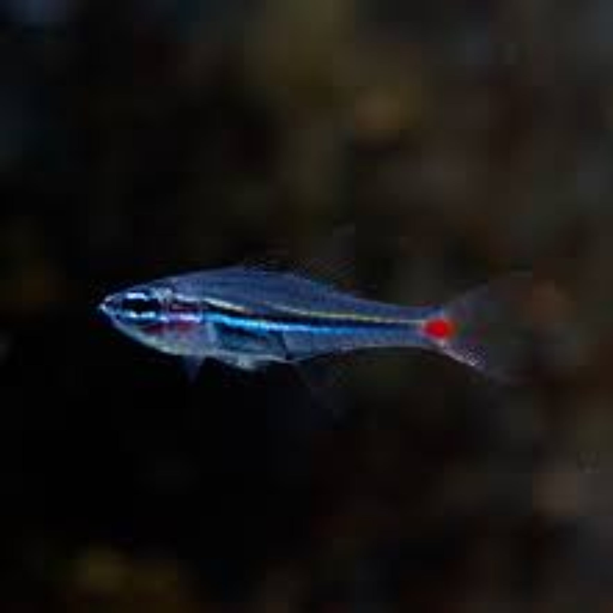 Parvulus Cardinal