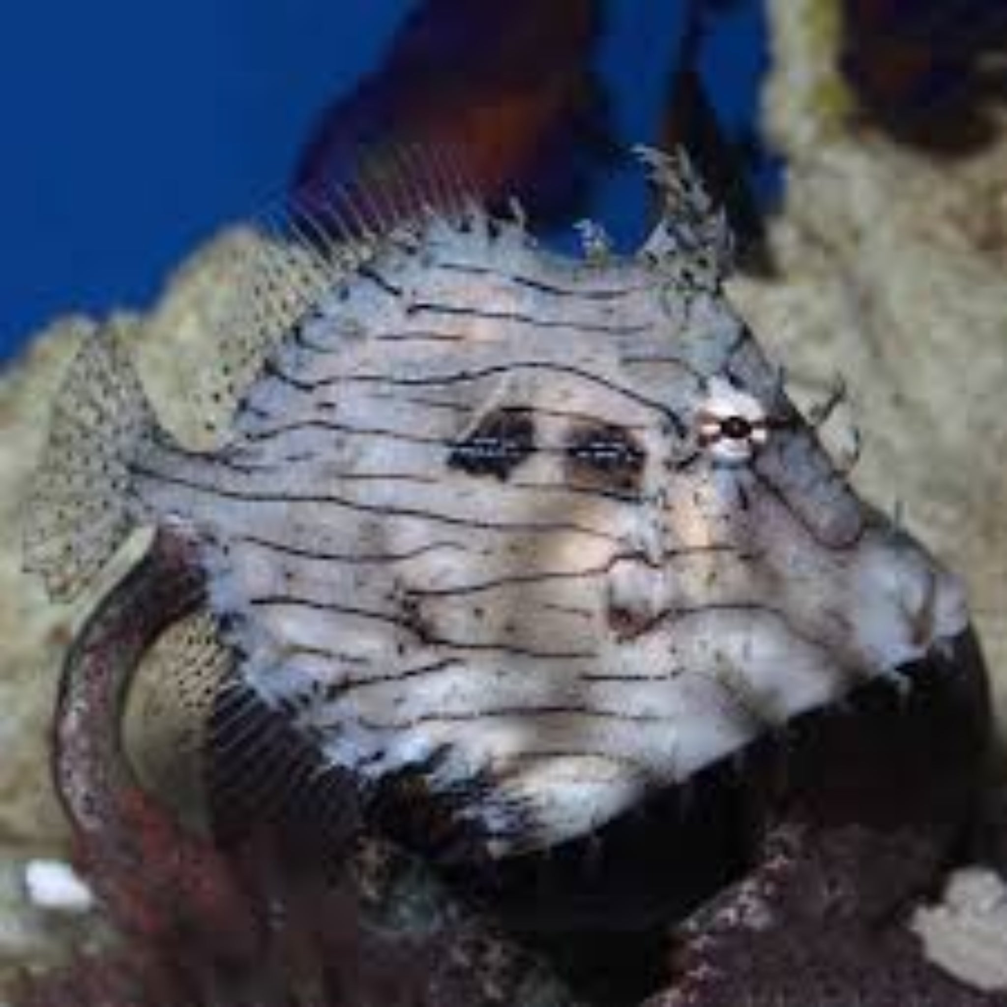 Tassle Filefish