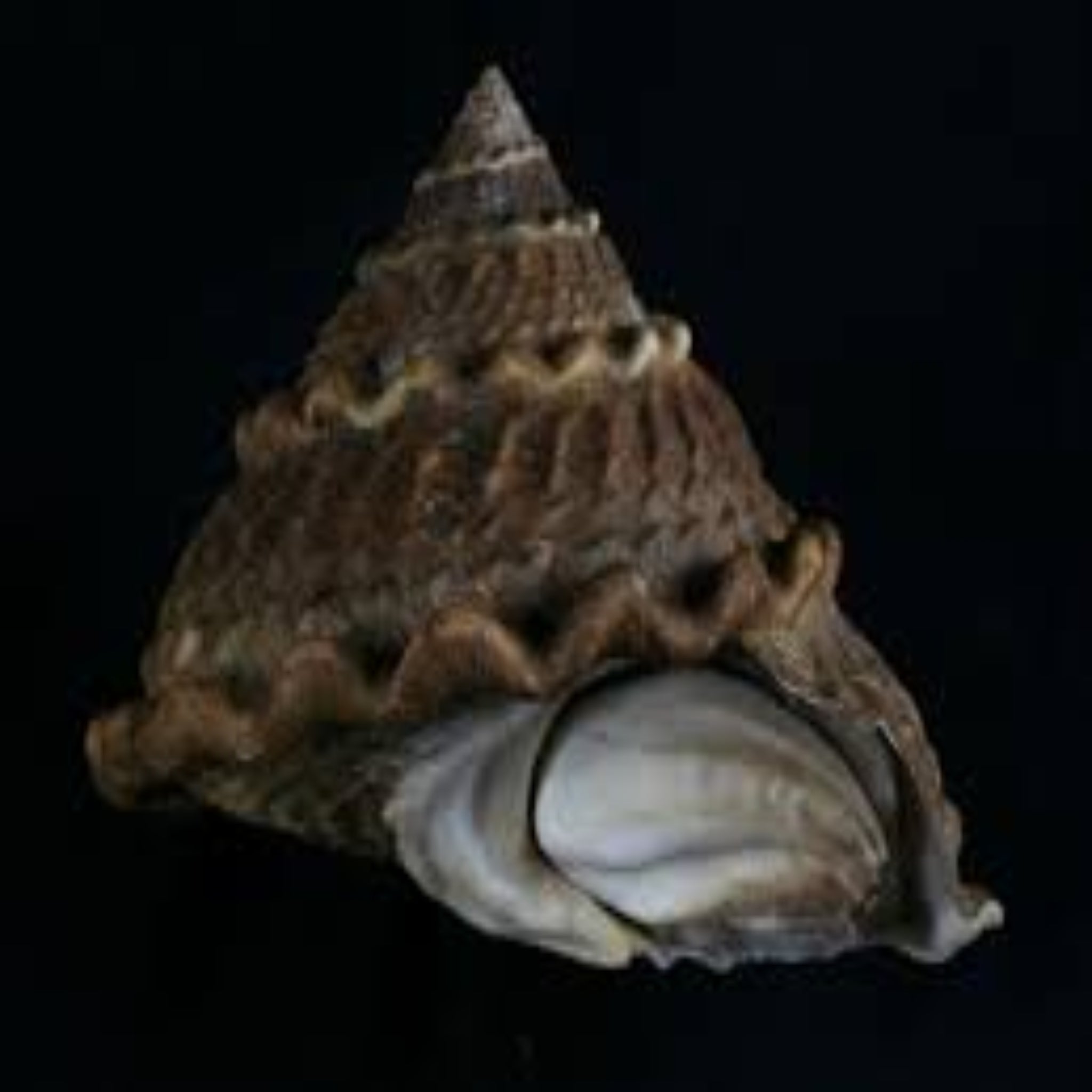Roman Snail