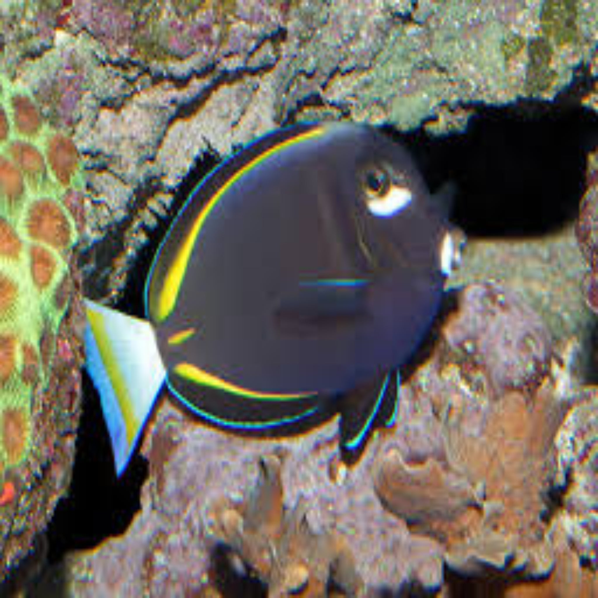 Goldrim Tang-Hawaiian