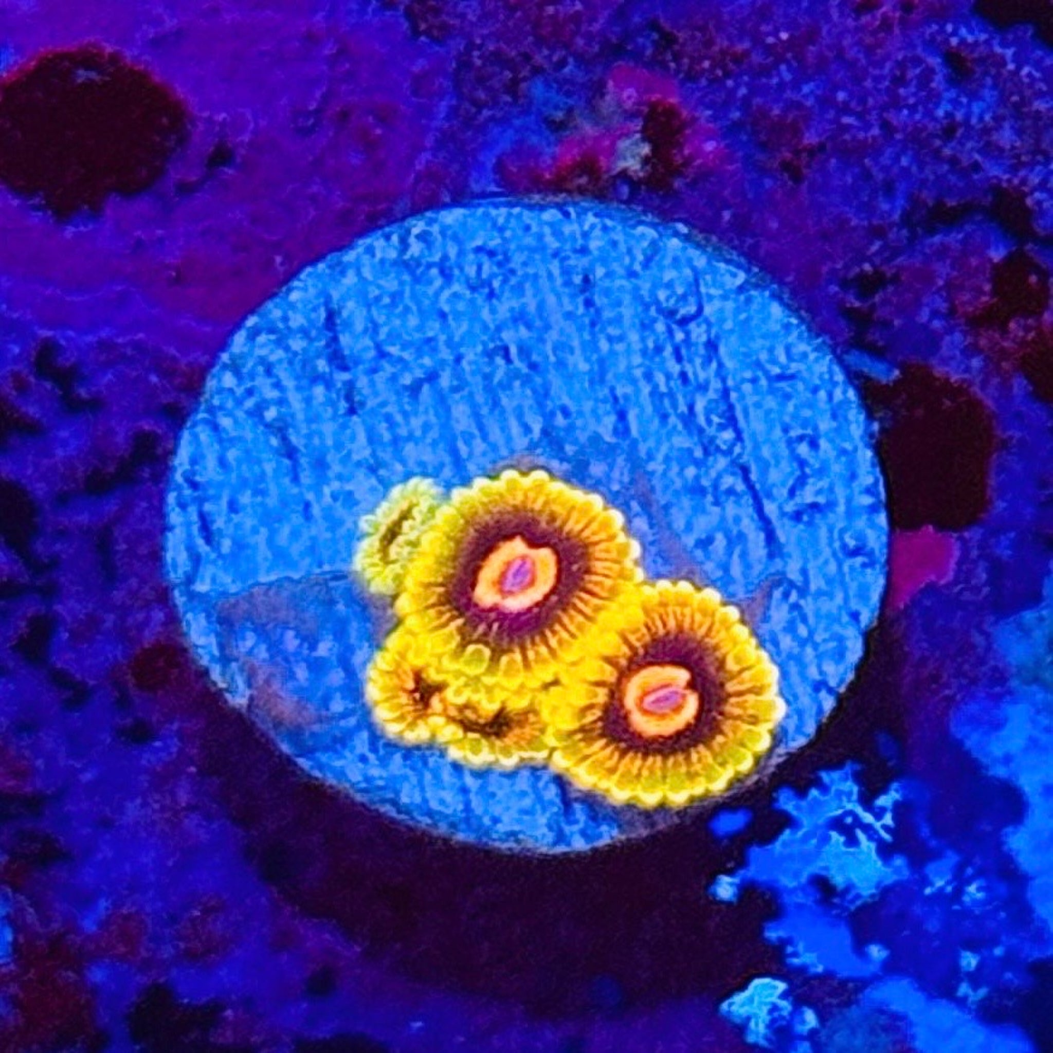 Mind Trick Zoas
