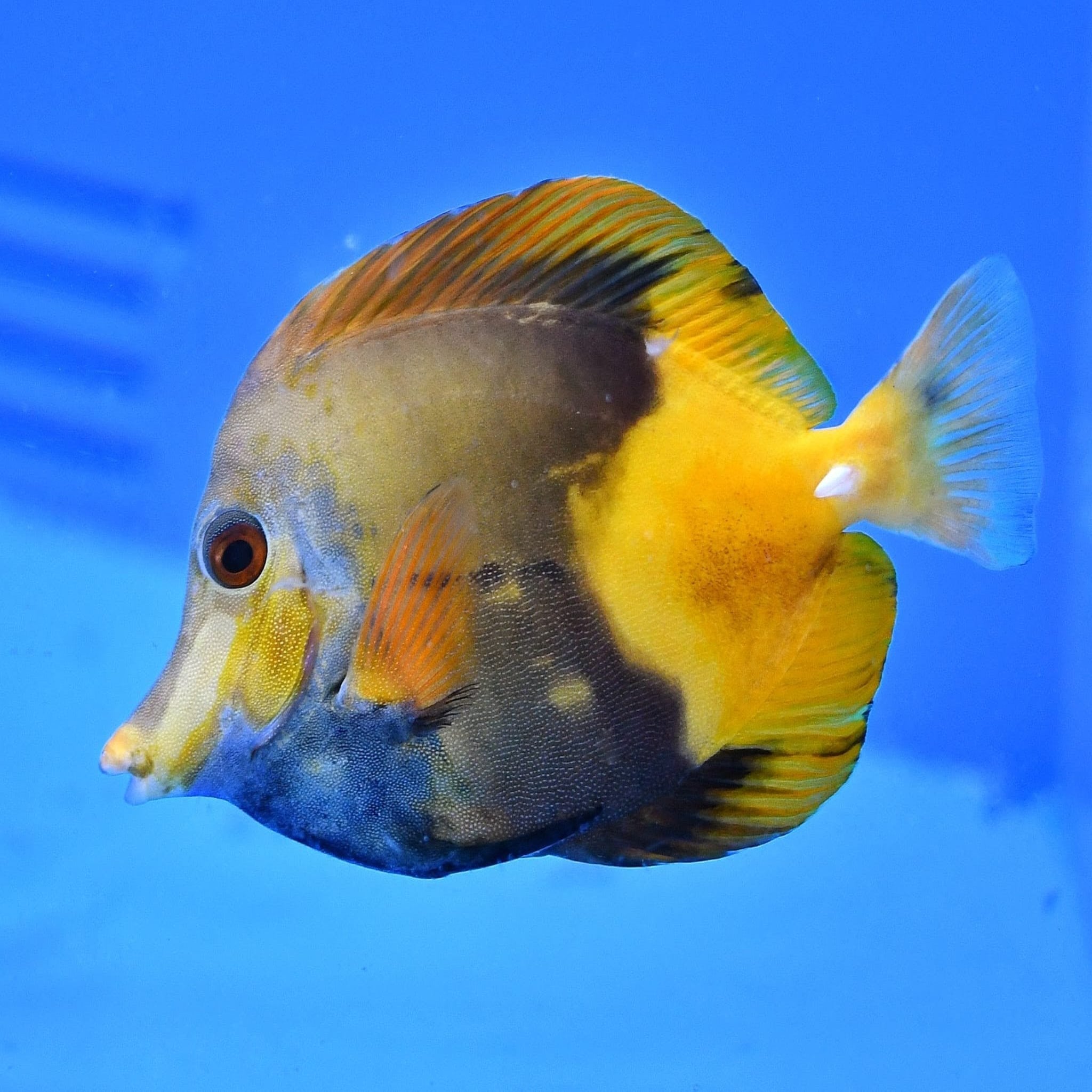 Marine fish suppliers near me best sale