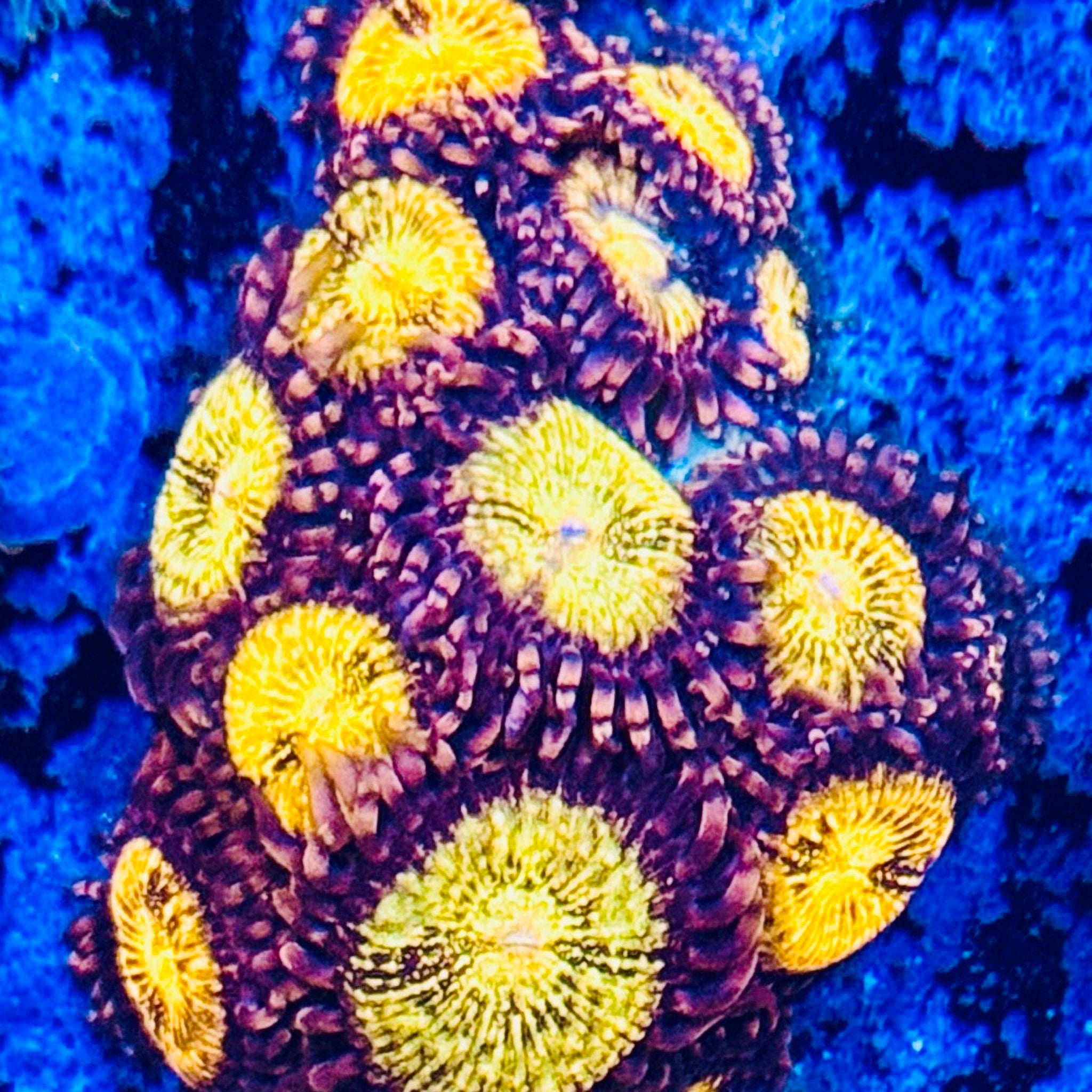Fairy Dust Zoas