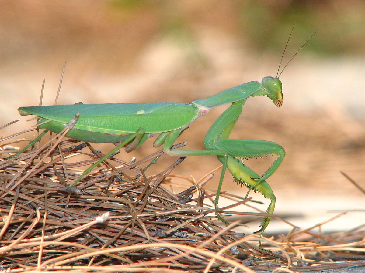 Sphodromantis viridis (Giant African Mantis) 6-7cm