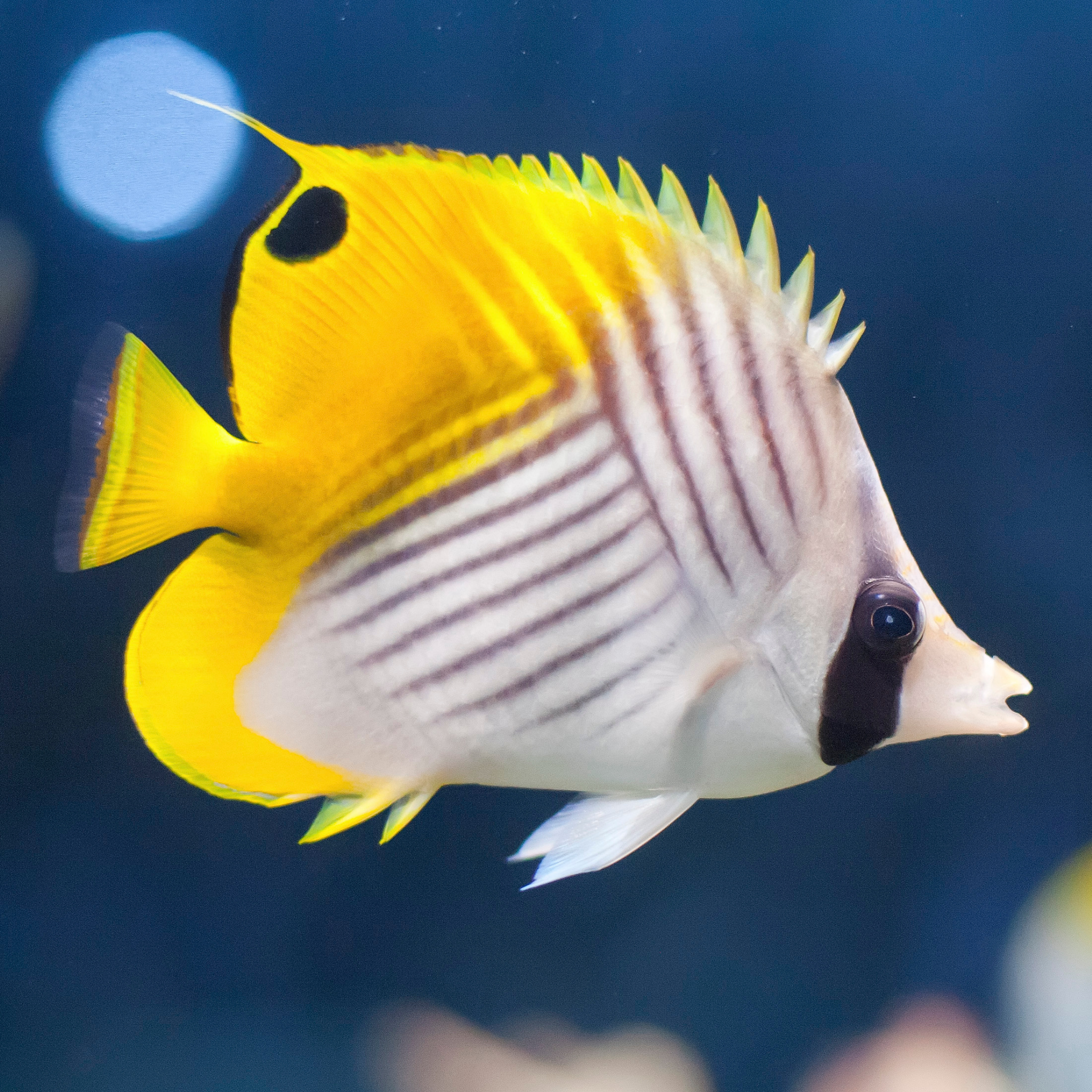 Auriga Butterflyfish - Aqua Group