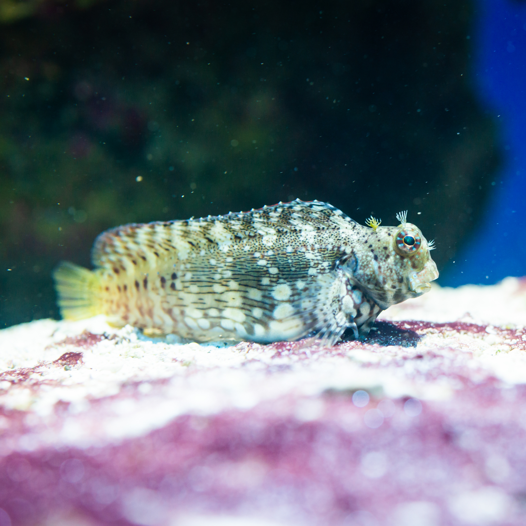 Algae Blenny - Aqua Group