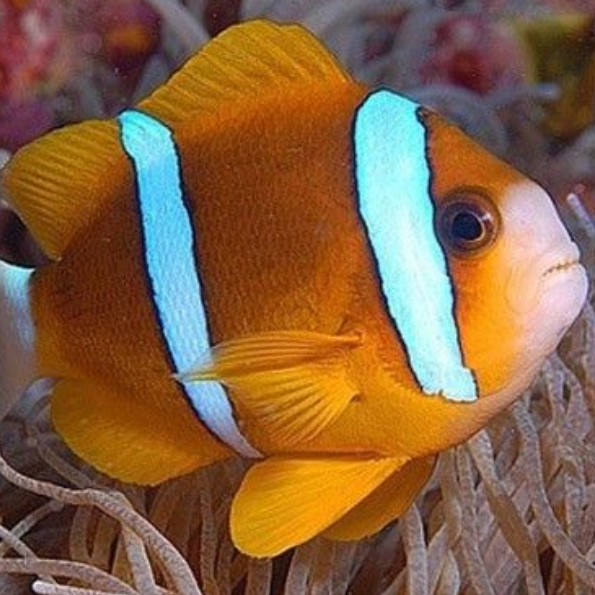 Amphiprion akindyos-Australian Pair Clowns