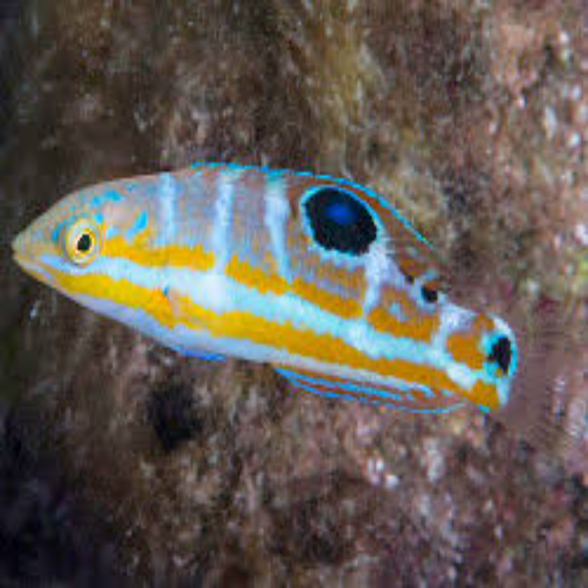 Pudding Wife Wrasse