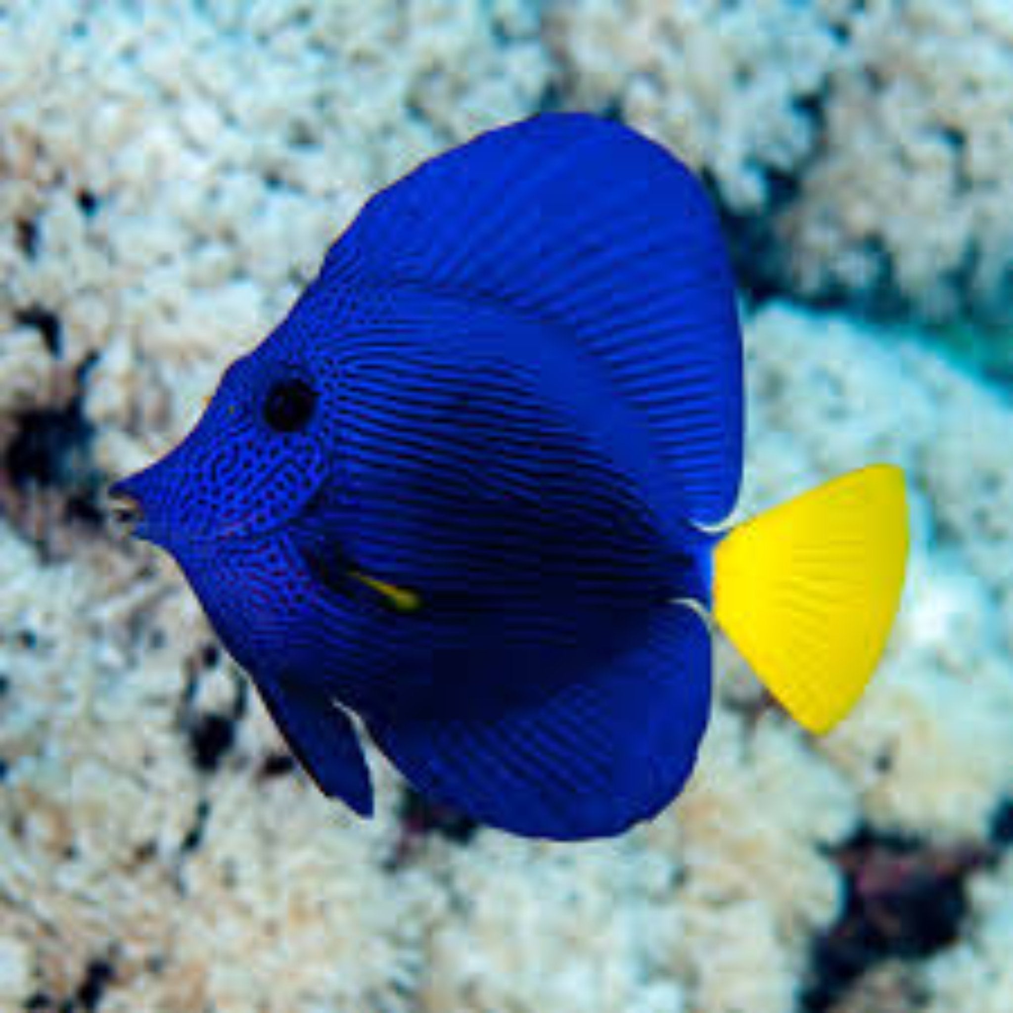 Yellow Tail Purple Tang