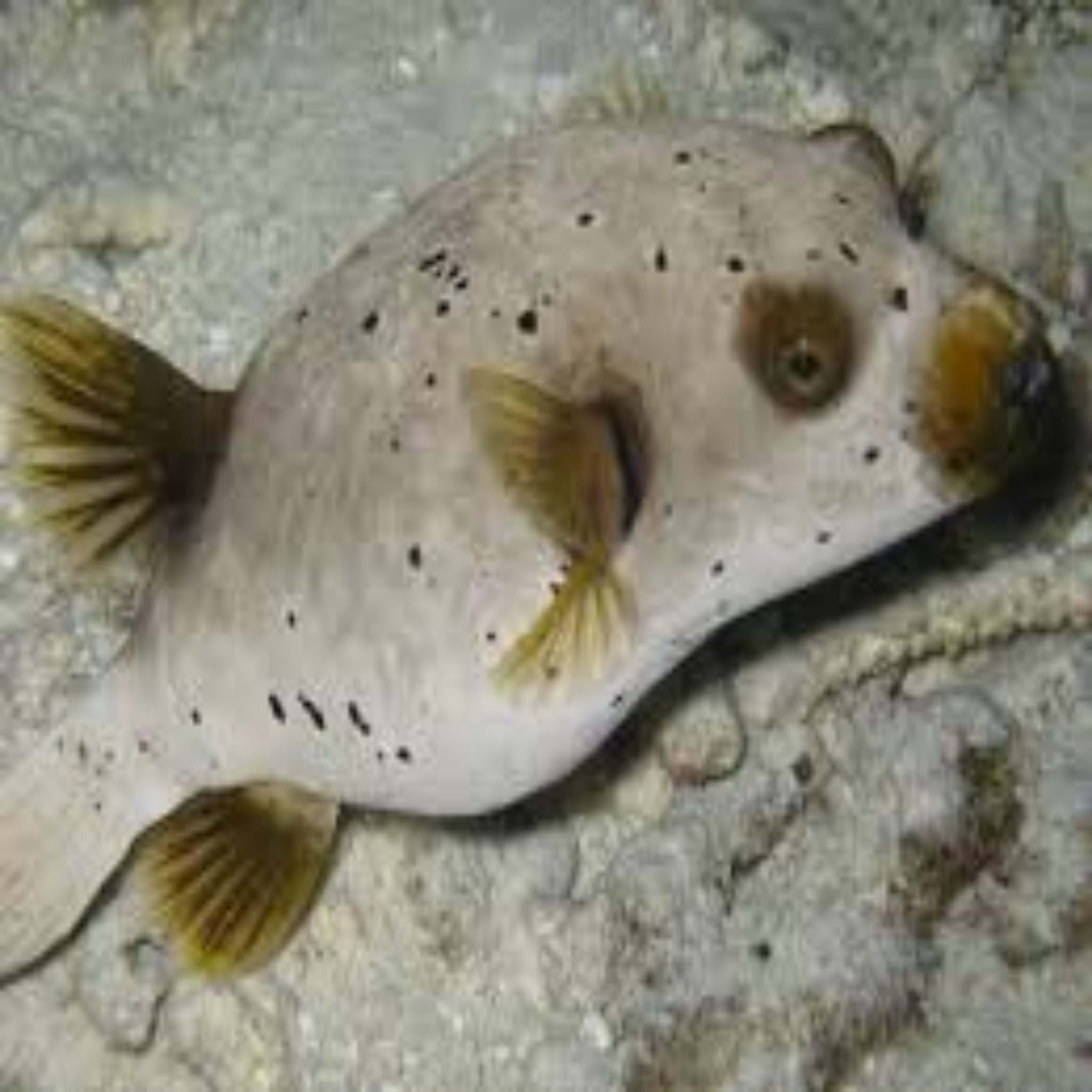 Dogface Puffer - Hush Puppy