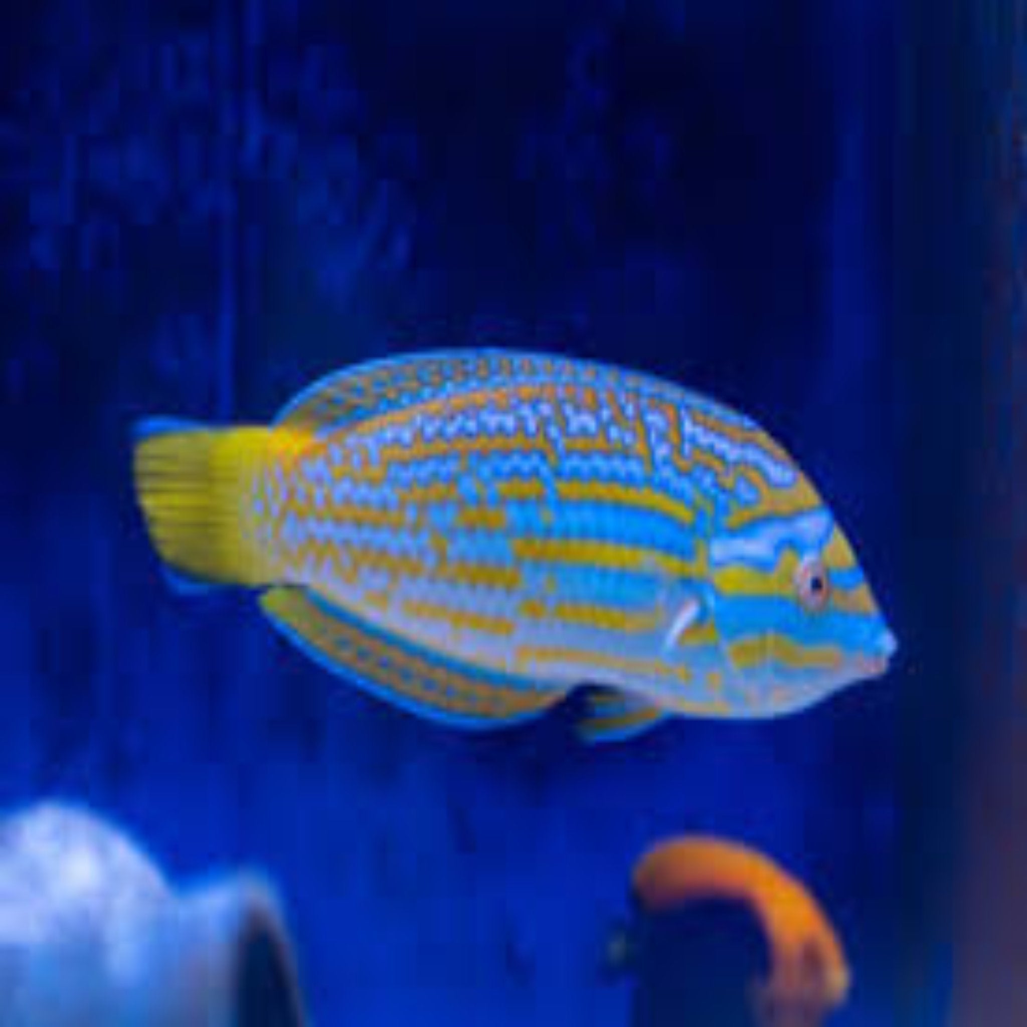 Lennardi Wrasse