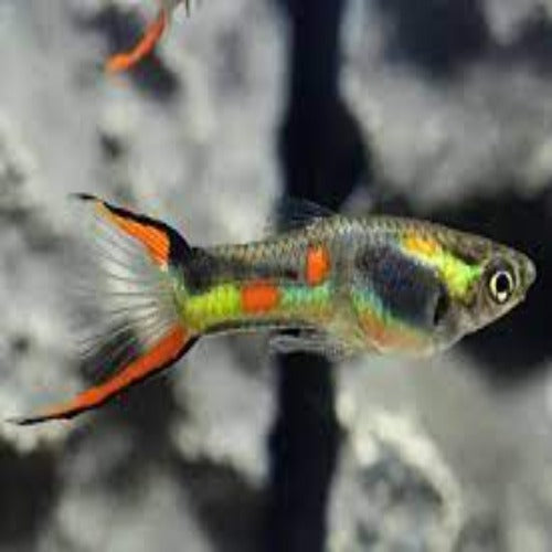 Endler Guppy