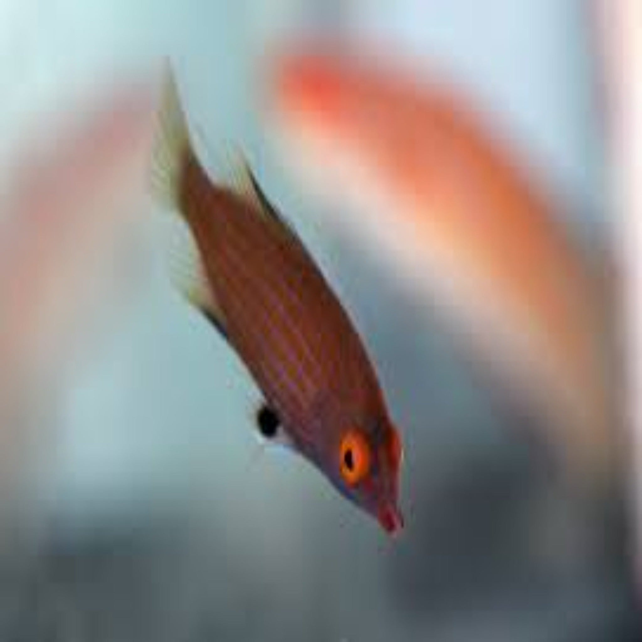 Pygmy Aetania Wrasse - Aqua Group