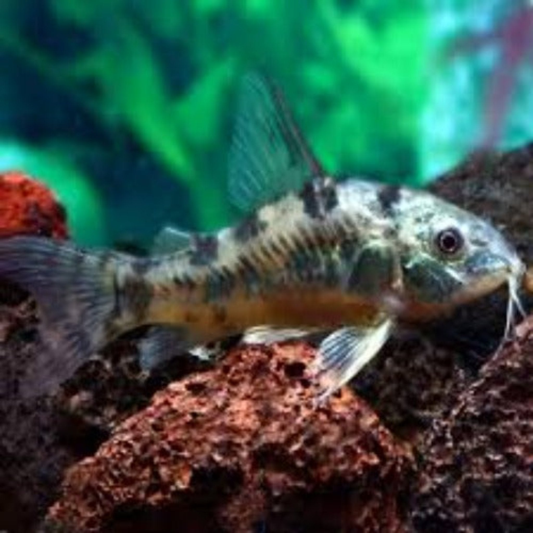 Peppered Corydoras