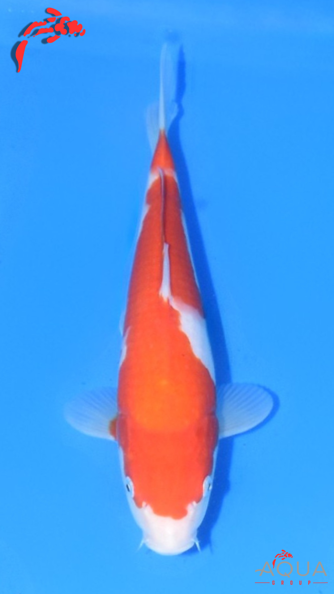 Kohaku - Ogata - Jumbo Tosai - #01