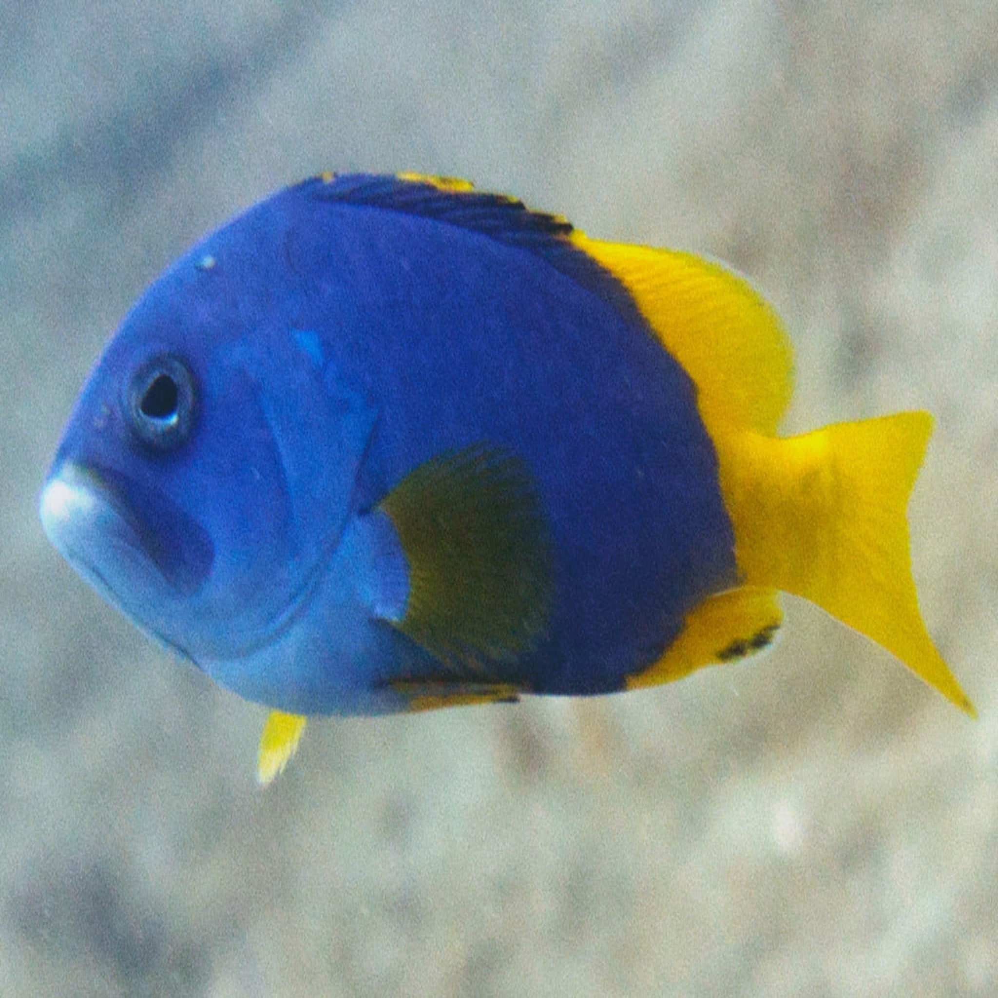 Yellow Fin Blue Cod