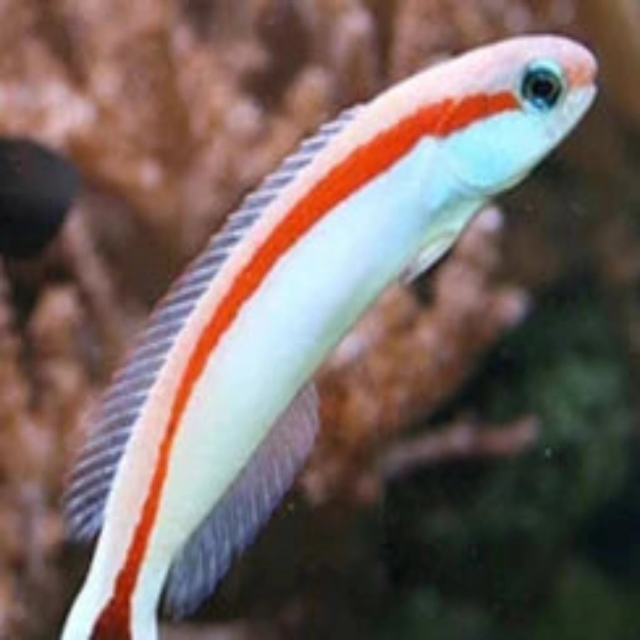 Skunk Tile Fish