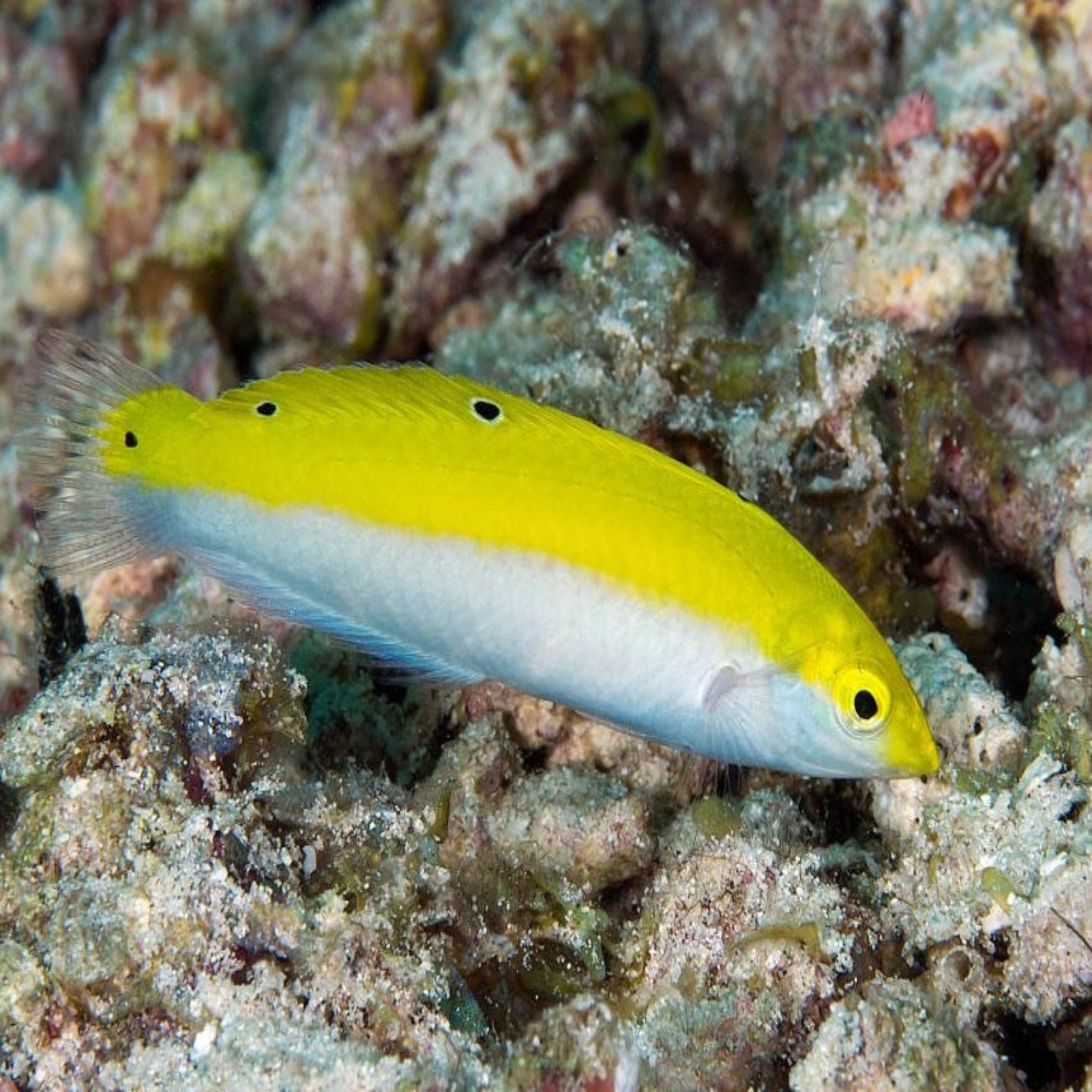 Silver Belly Wrasse