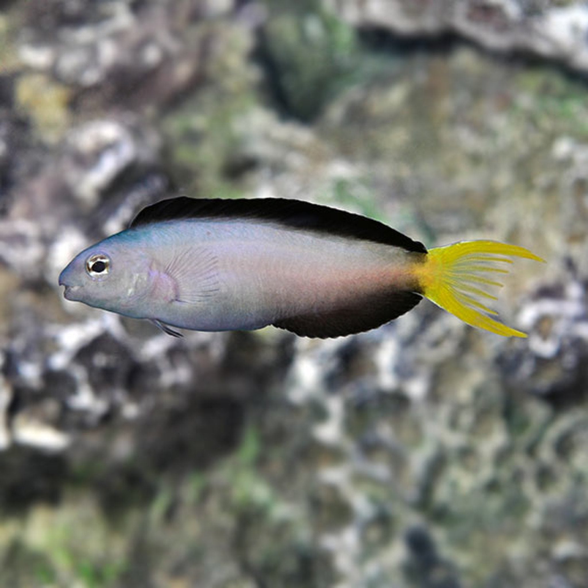 Mossambicus Blenny