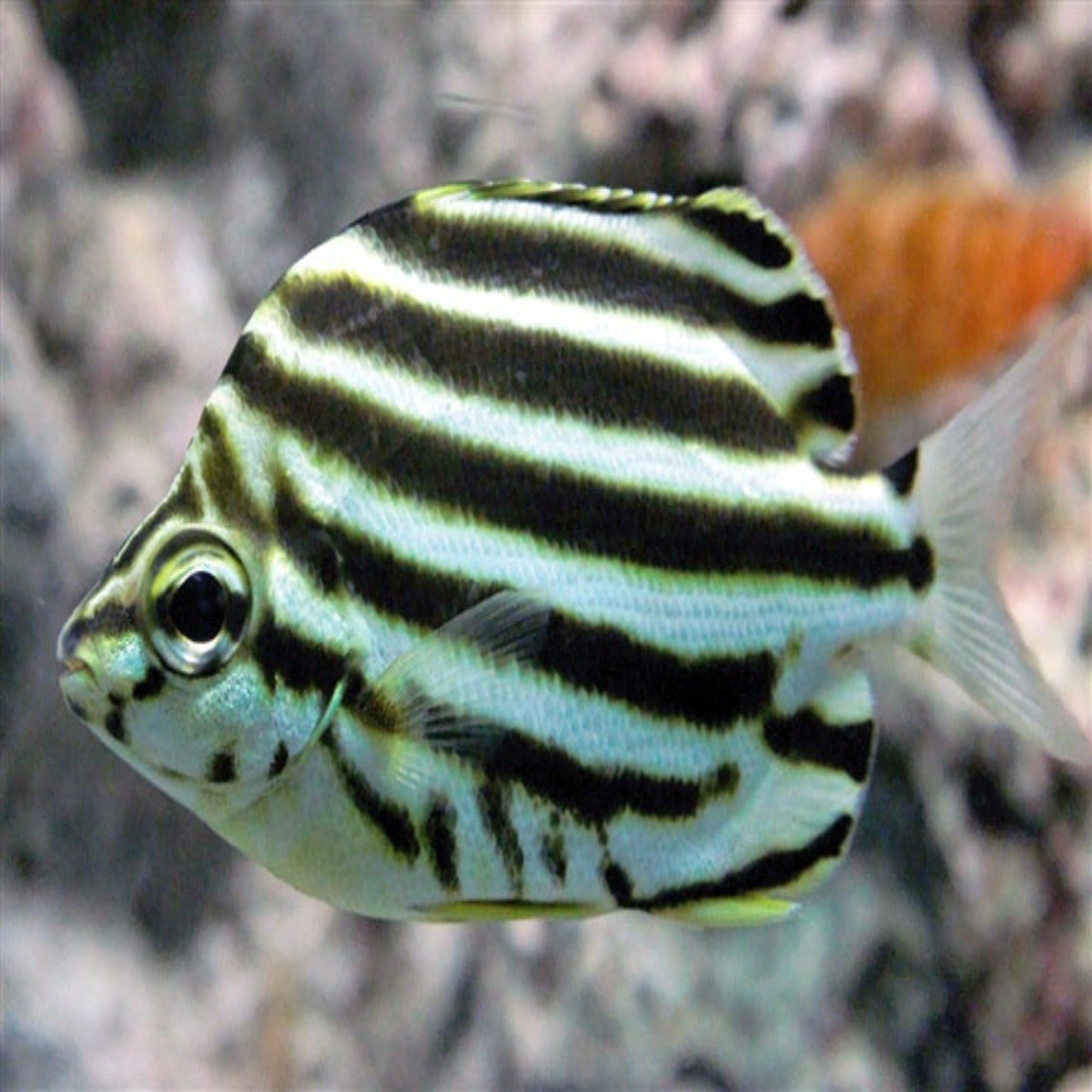 Australian Stripeys