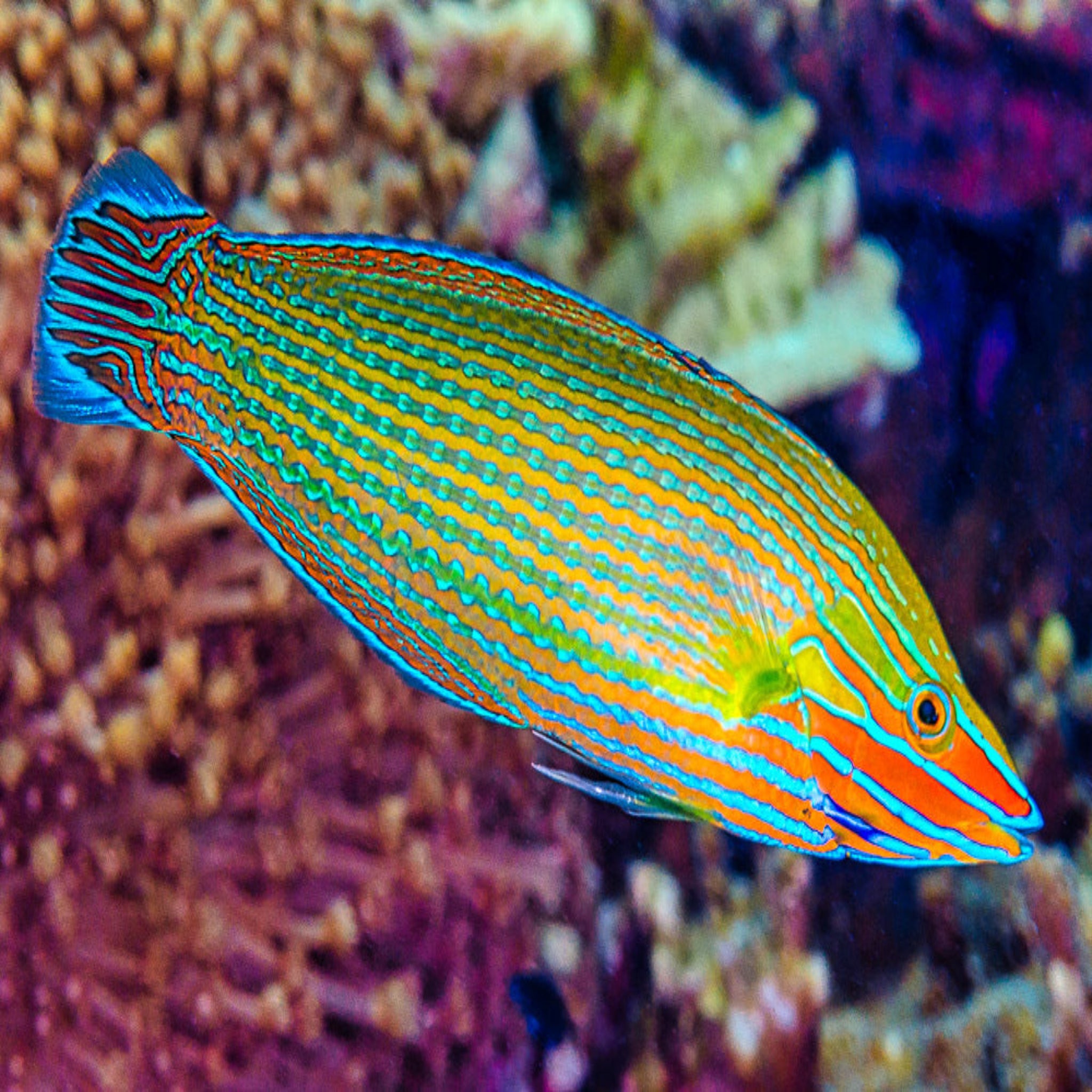 Adult Male Richmond's Wrasse